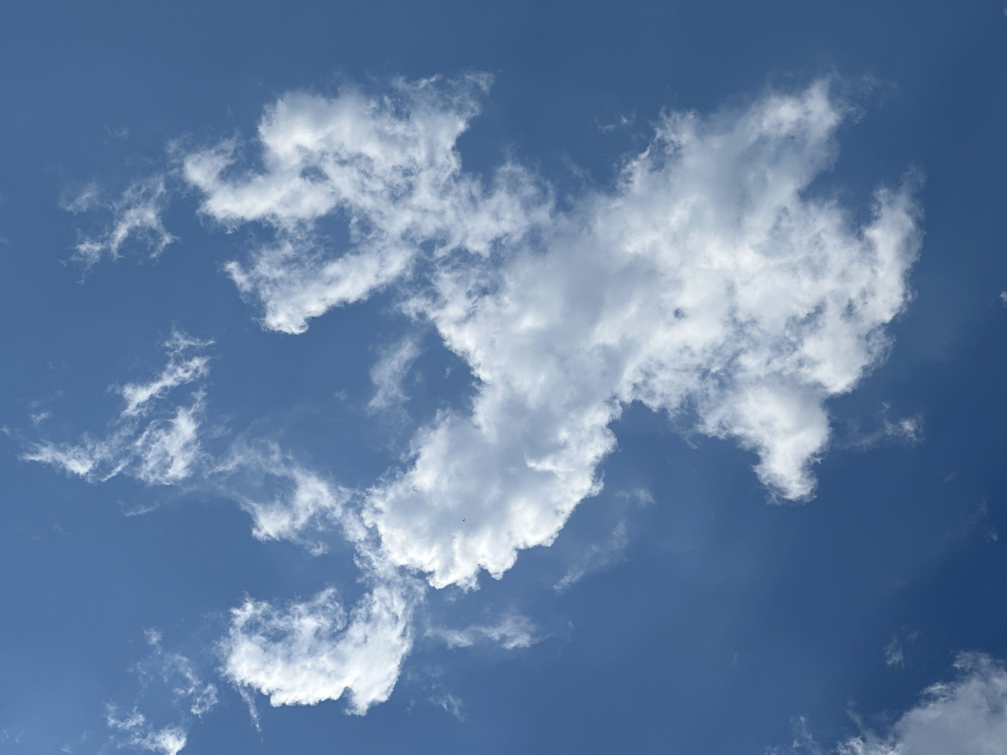 Orange tabby cat under a blue Burgas sky