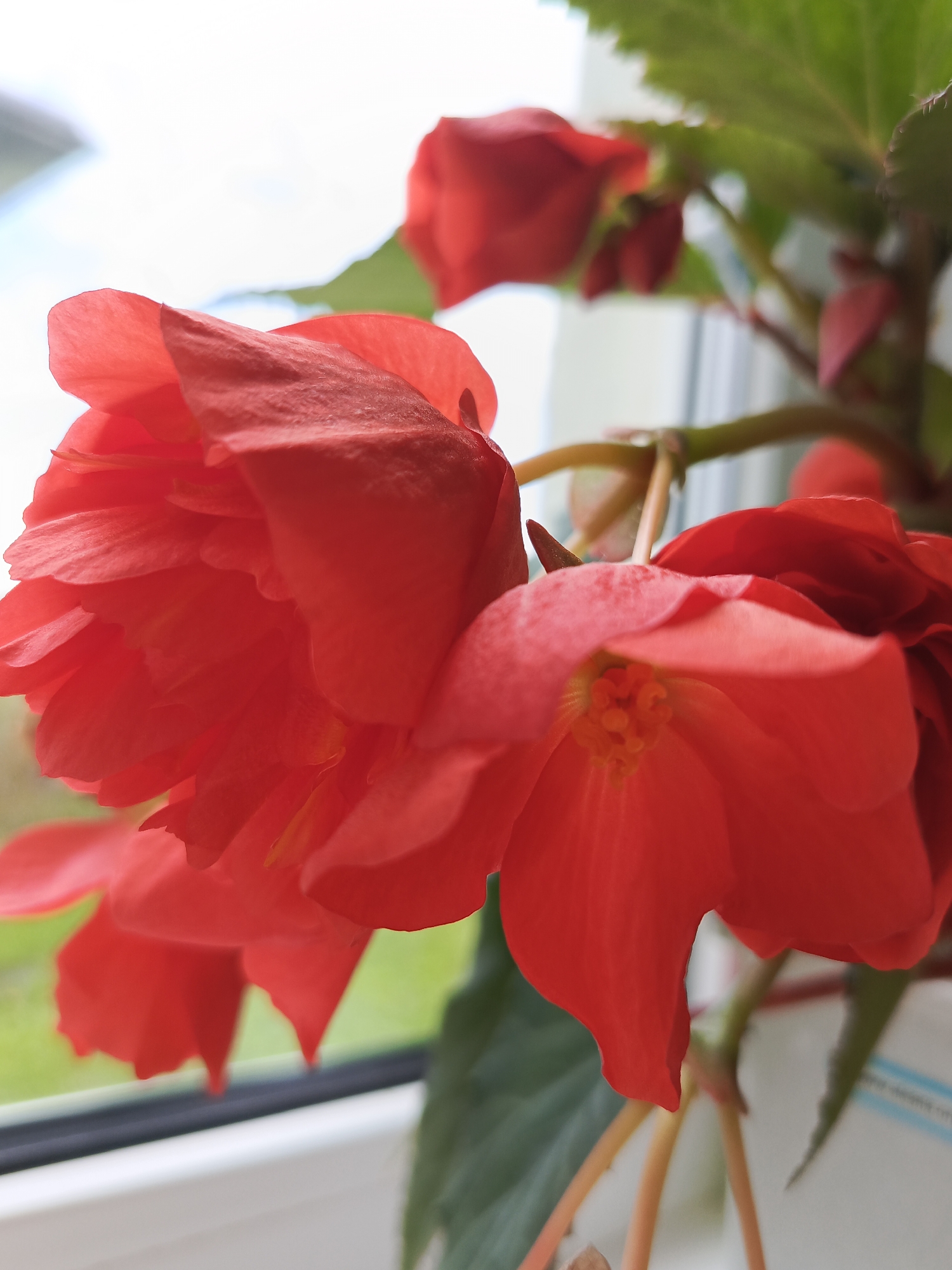 Flowers, plants, and dogs on a quiet morning at home