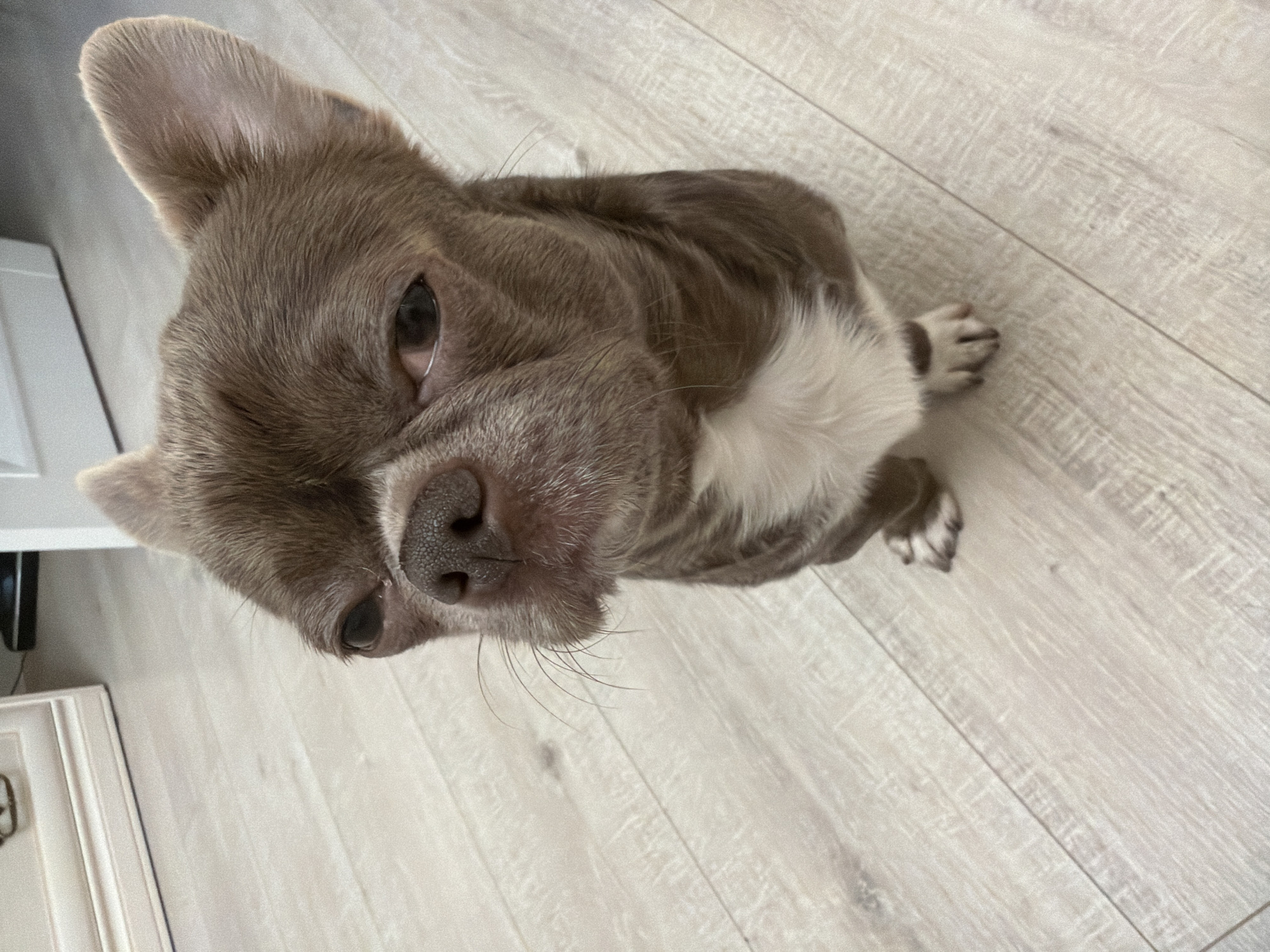 Toddler and Chihuahua share playful moments at Russian home
