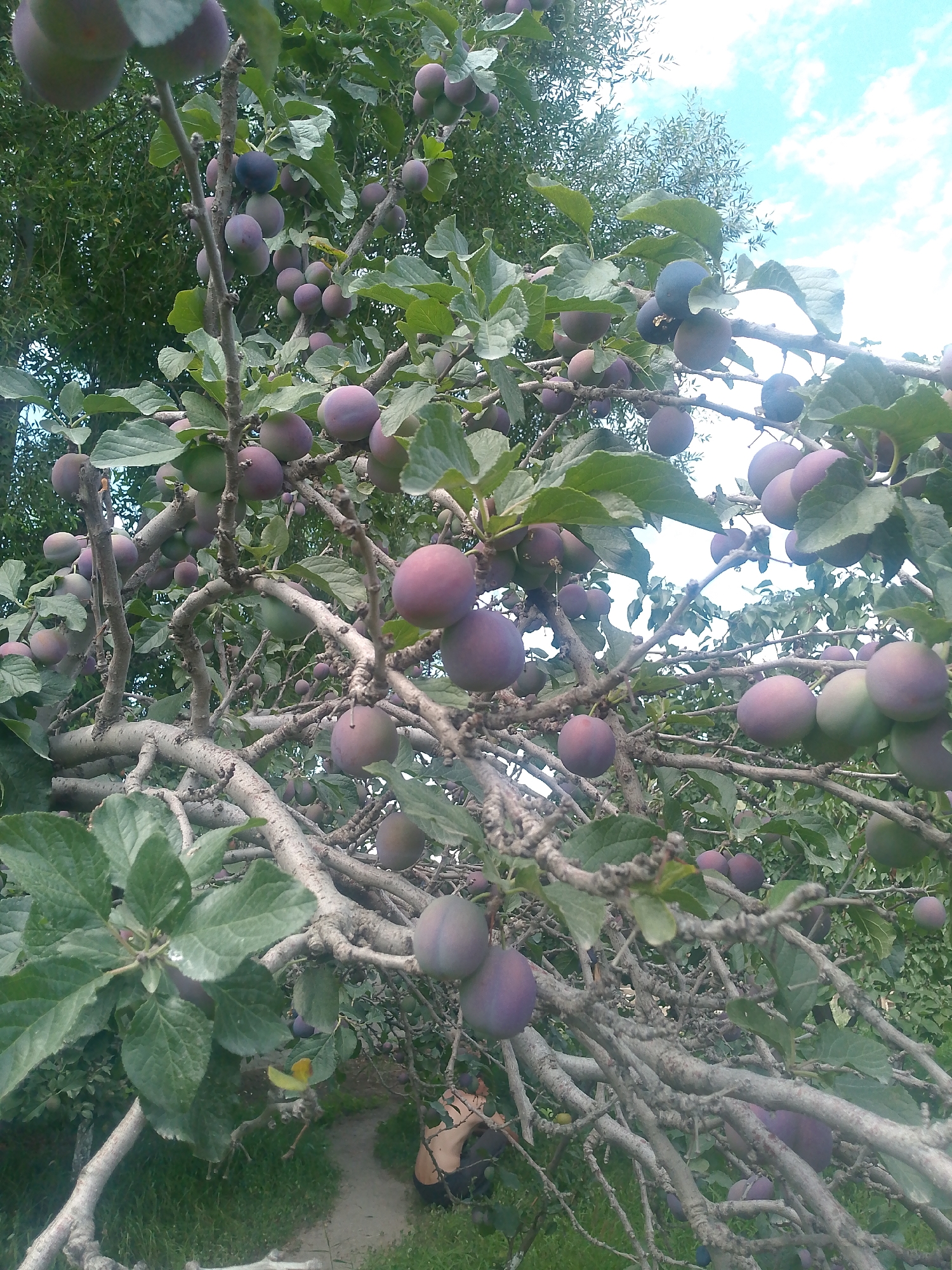 Home garden in full summer bloom and harvest
