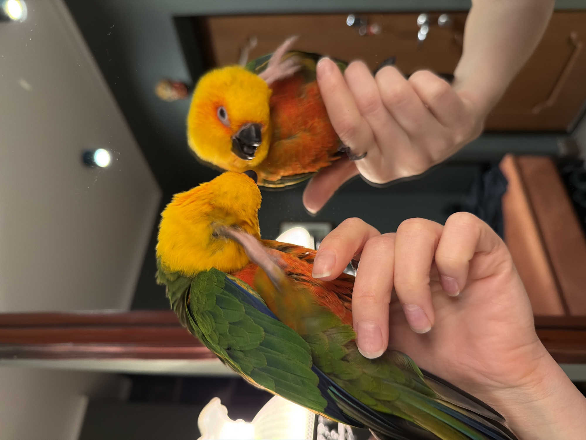 Khimki resident documents parrot and novelty lollipop moments