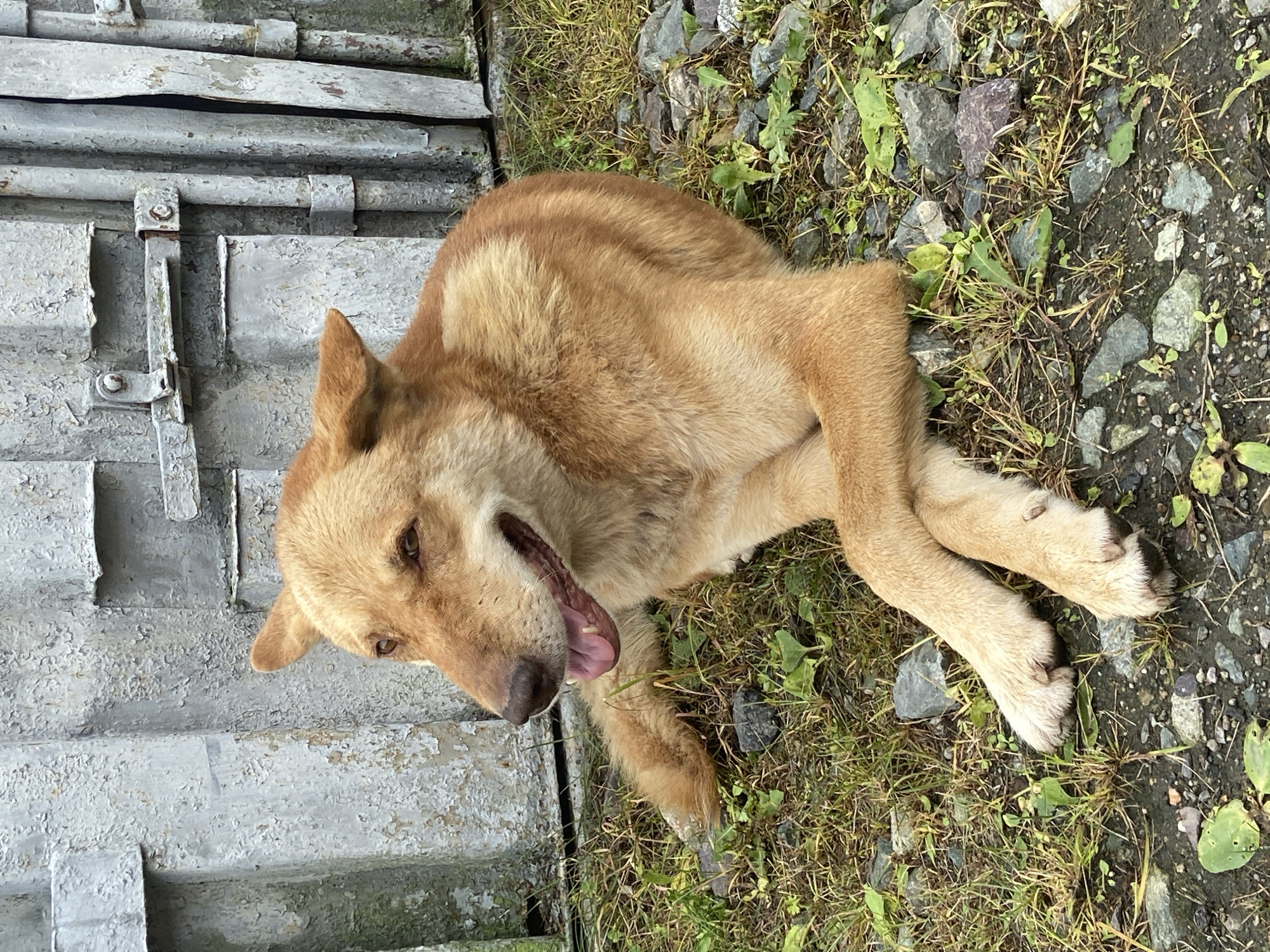 Relaxed dog lounging outside a corrugated wall in Kraskino