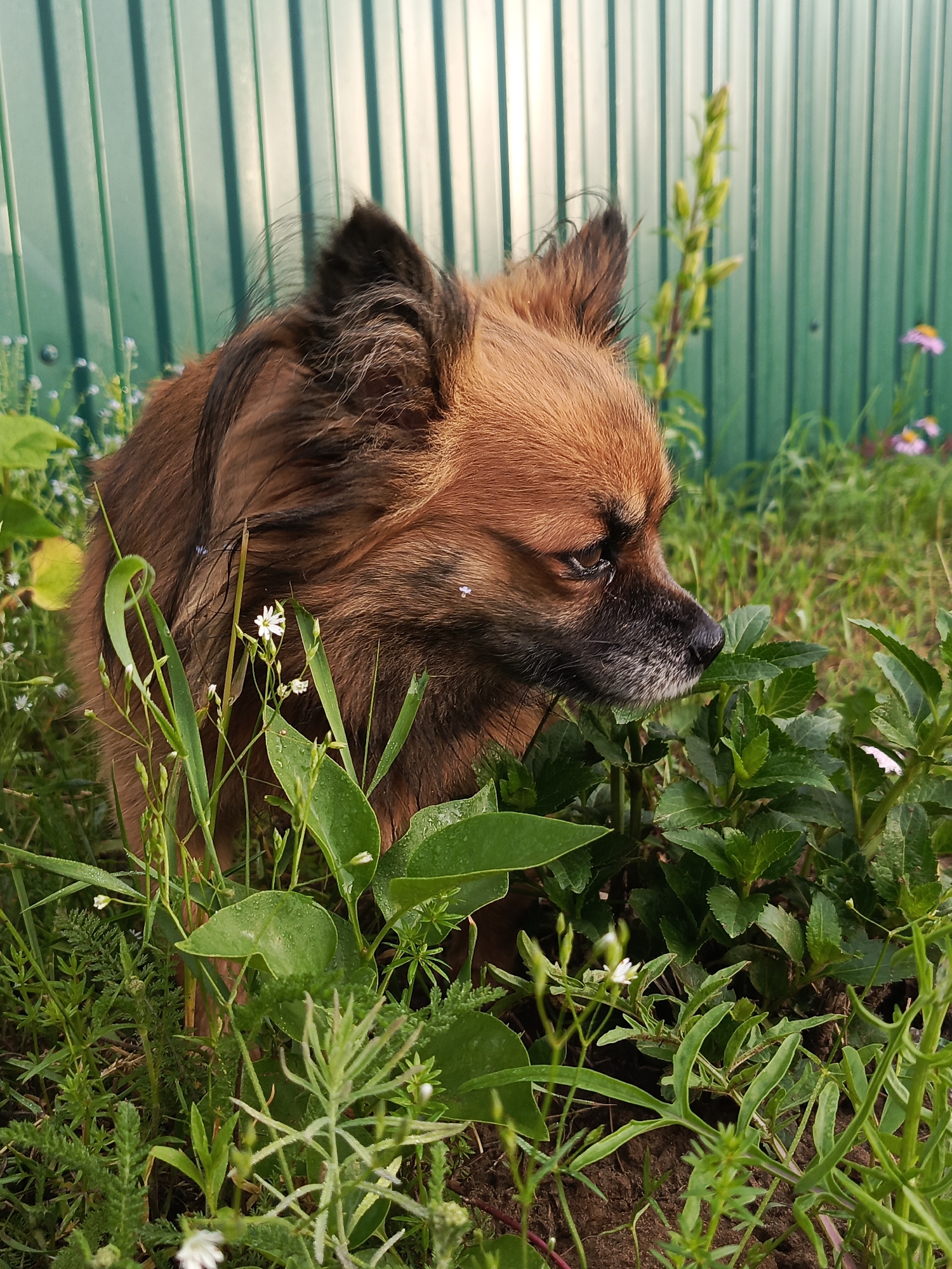 Quiet summer morning with dogs, daisies, and wet grass in Chaikovsky