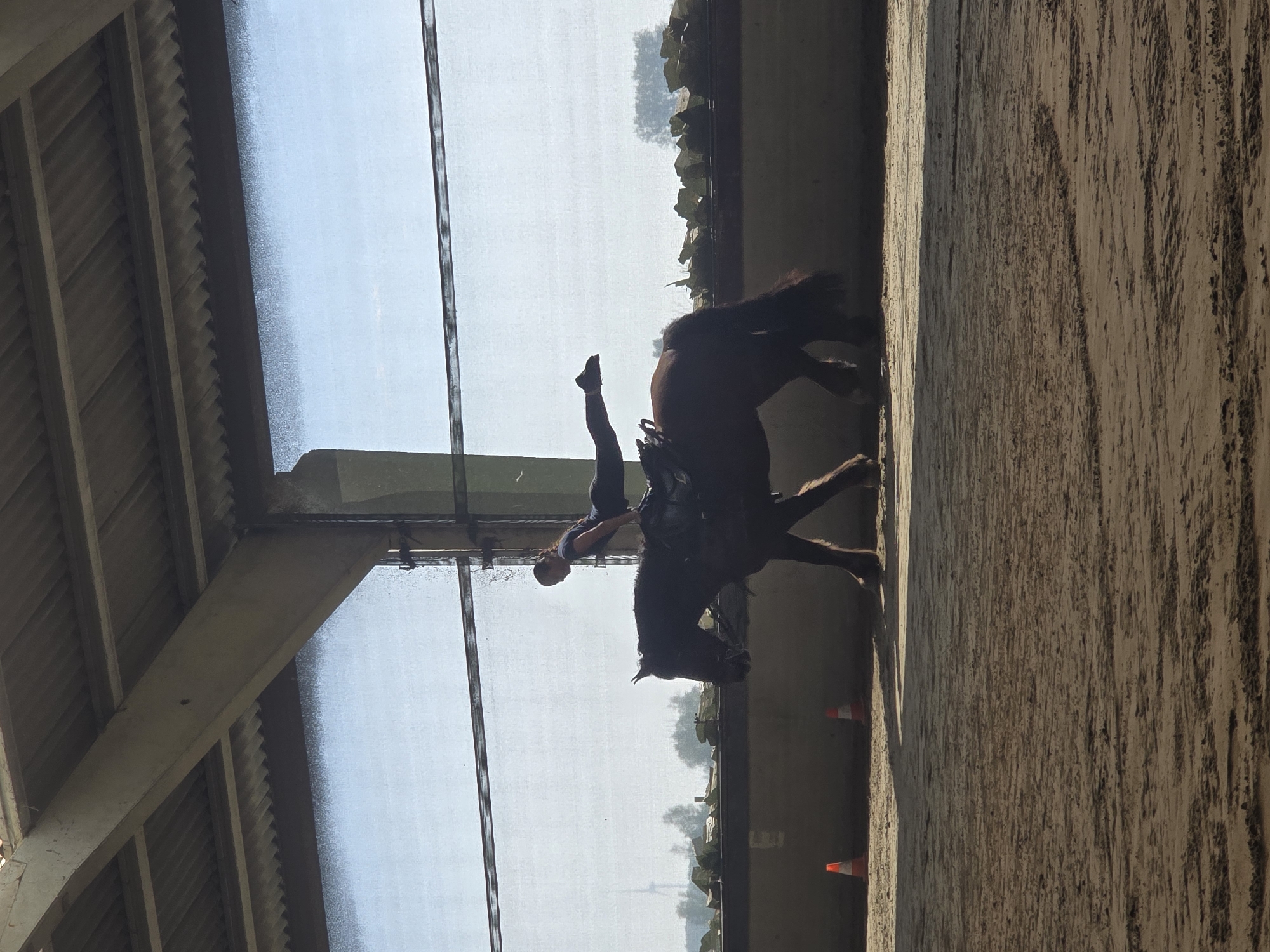 Equestrian vaulting training session held in Estaimpuis arena