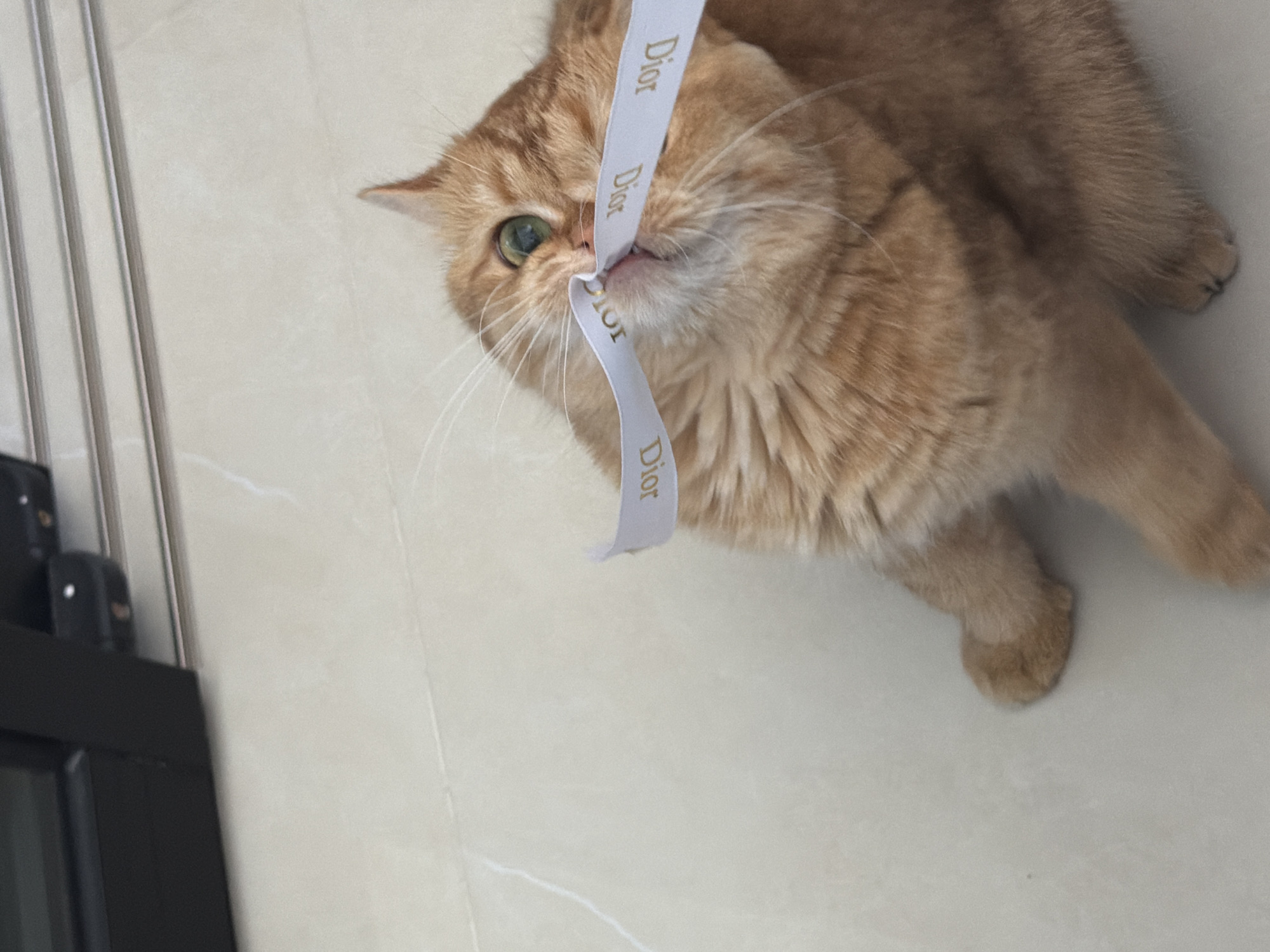 Orange cat plays with Dior ribbon in Đà Nẵng home