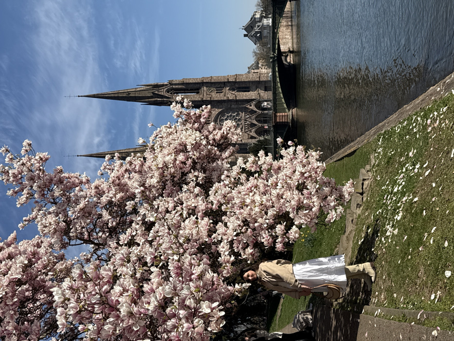 Spring magnolia blooms draw crowds along Strasbourg's Ill River