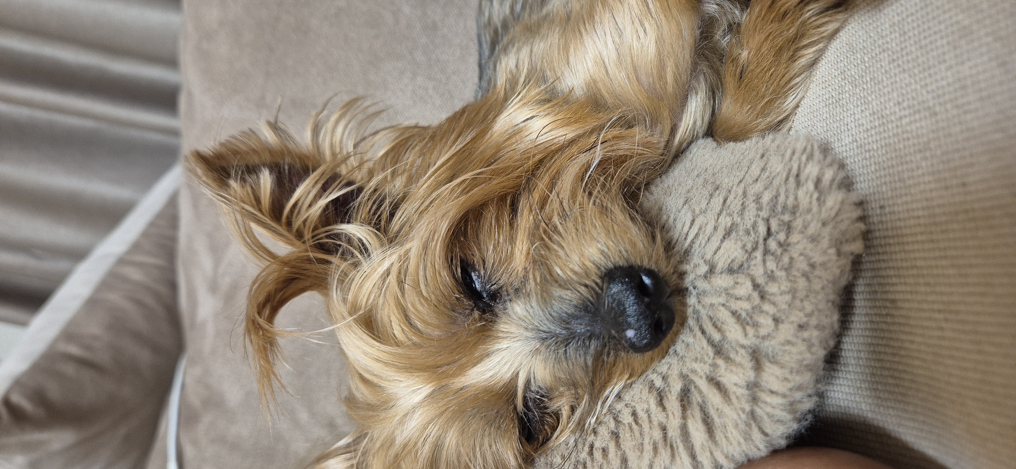 Dog rests peacefully on couch with stuffed animal companion