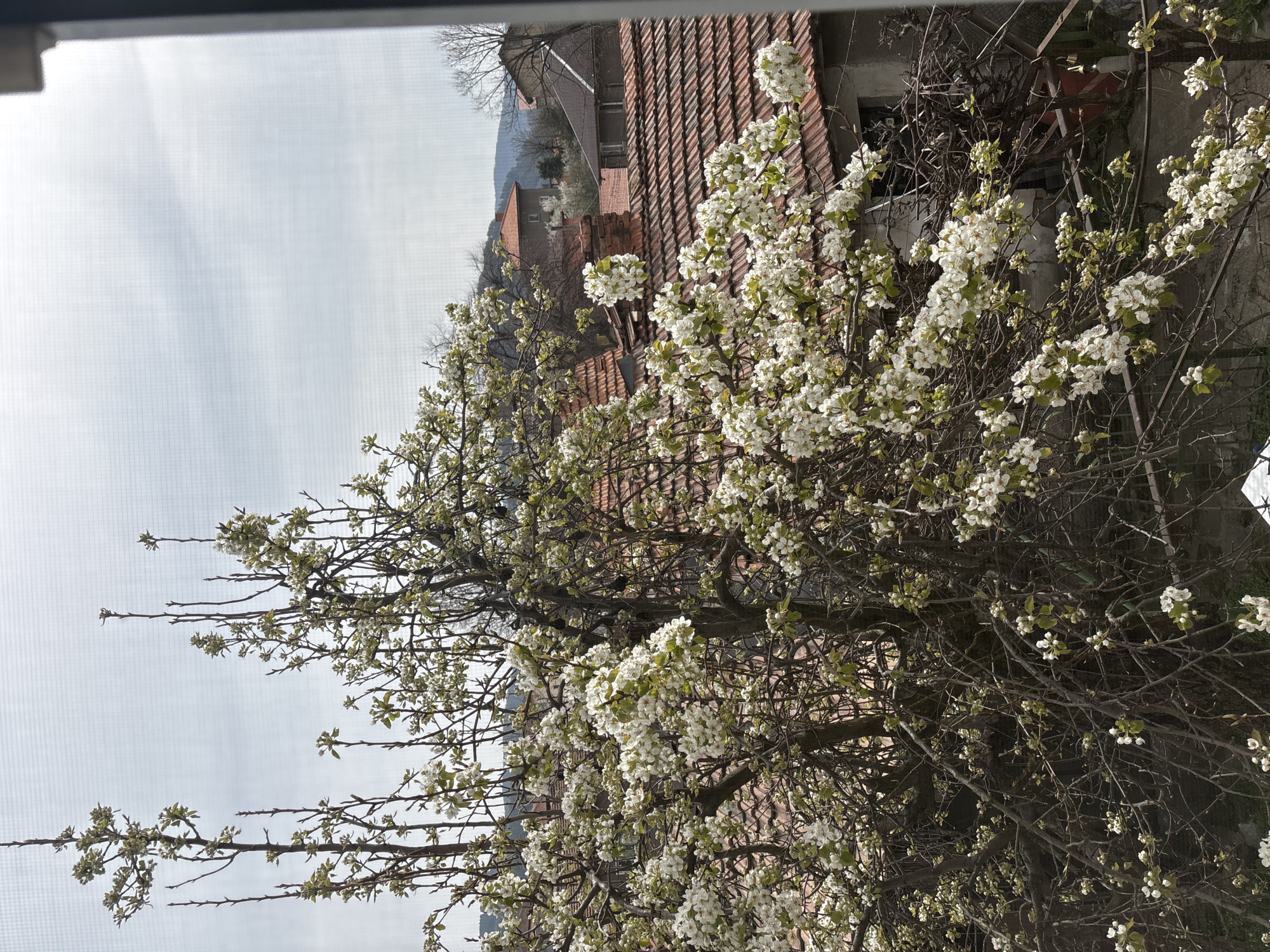 White flowering tree blooms near red-tiled building