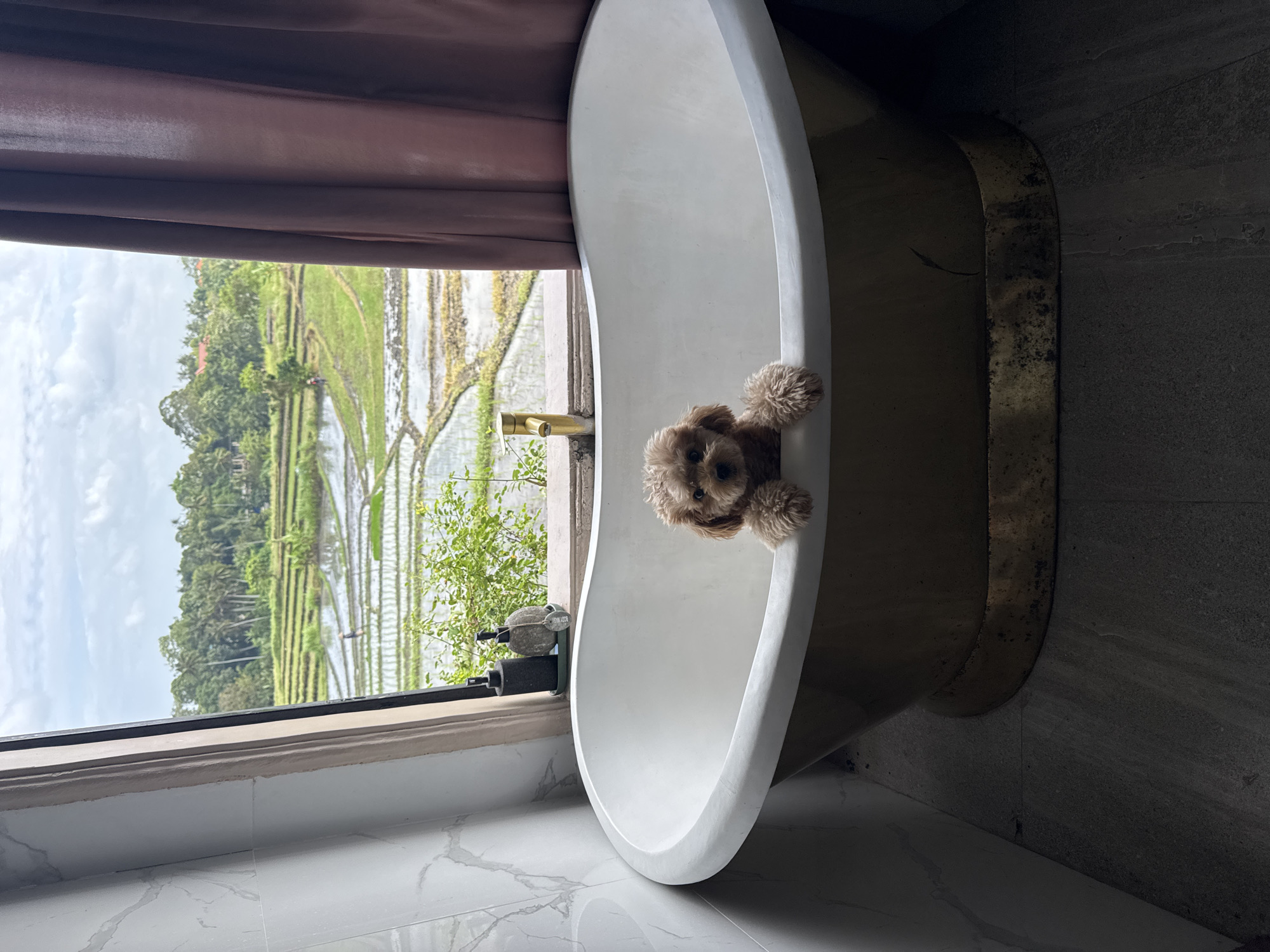 Rural farming life and pampered poodle captured in Mengwi
