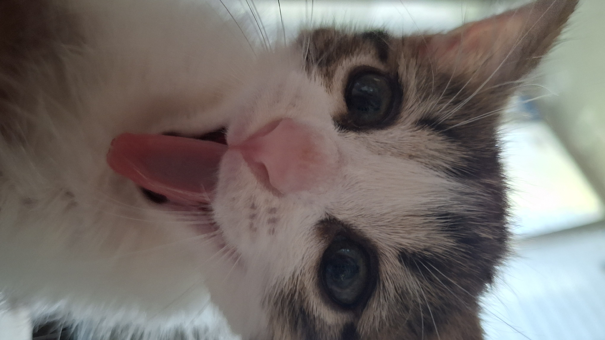 Stormy skies, suburban rainbows, and a yawning kitten