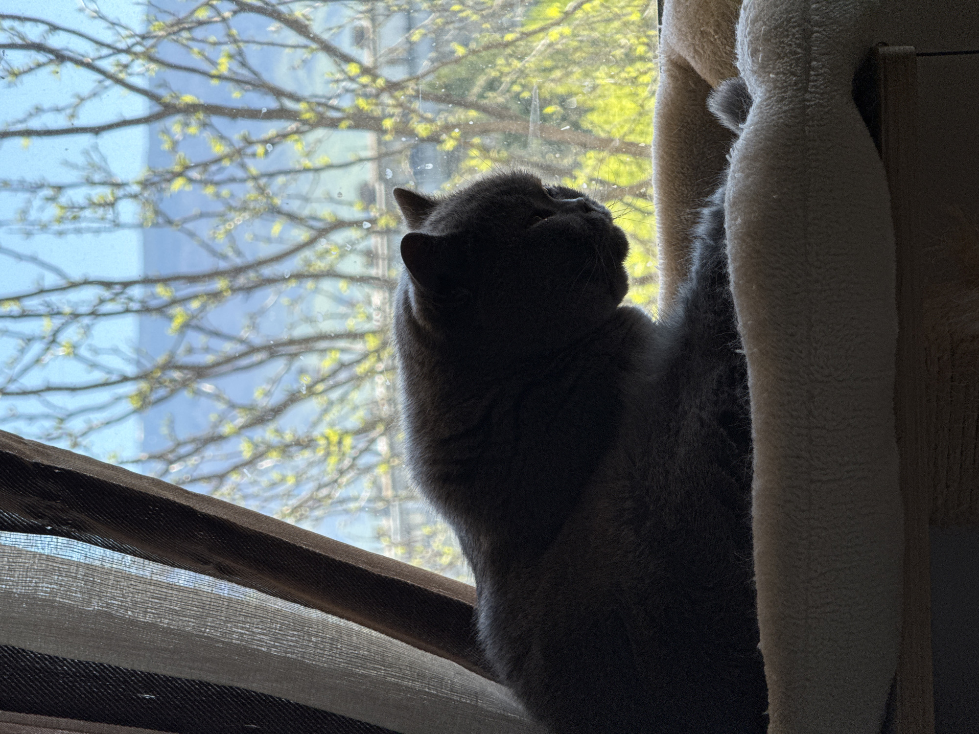 Sofia resident documents morning cleaning routine with curious gray cat