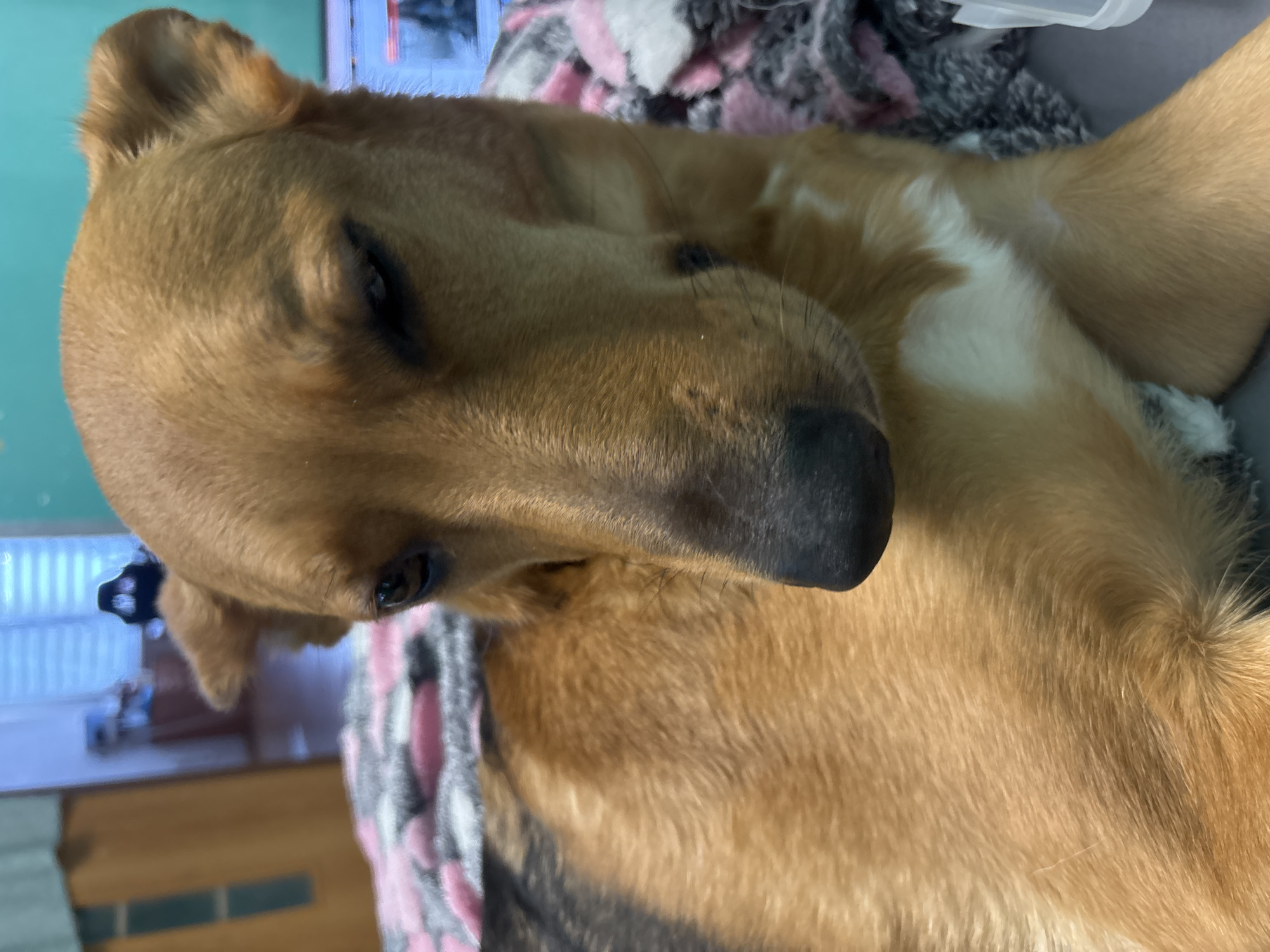 Lazy afternoon with a tan dog in Saint Petersburg