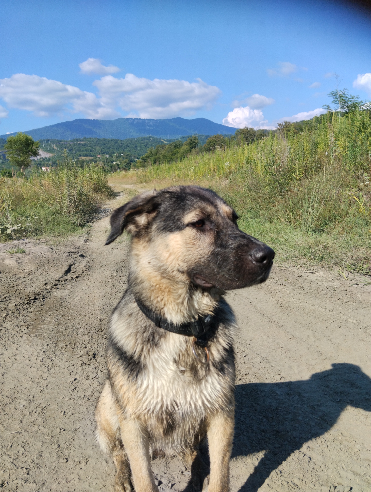 Dog explores wildflower-dotted rural terrain near Adler