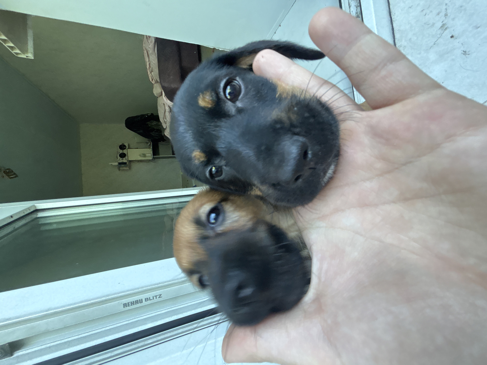 Witness captures 30 puppy moments across residential indoor spaces