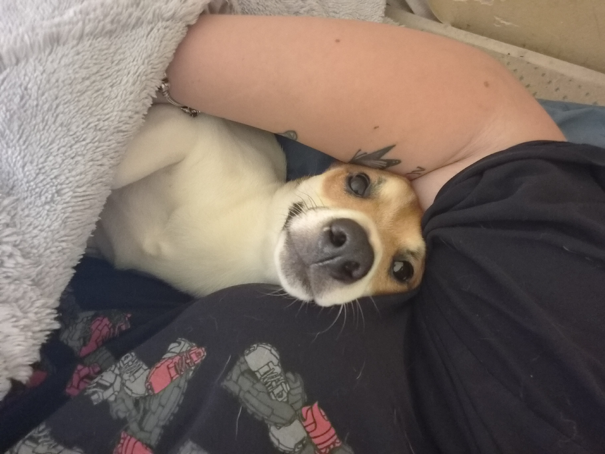 Dog rests on owner's lap during morning in Plovdiv