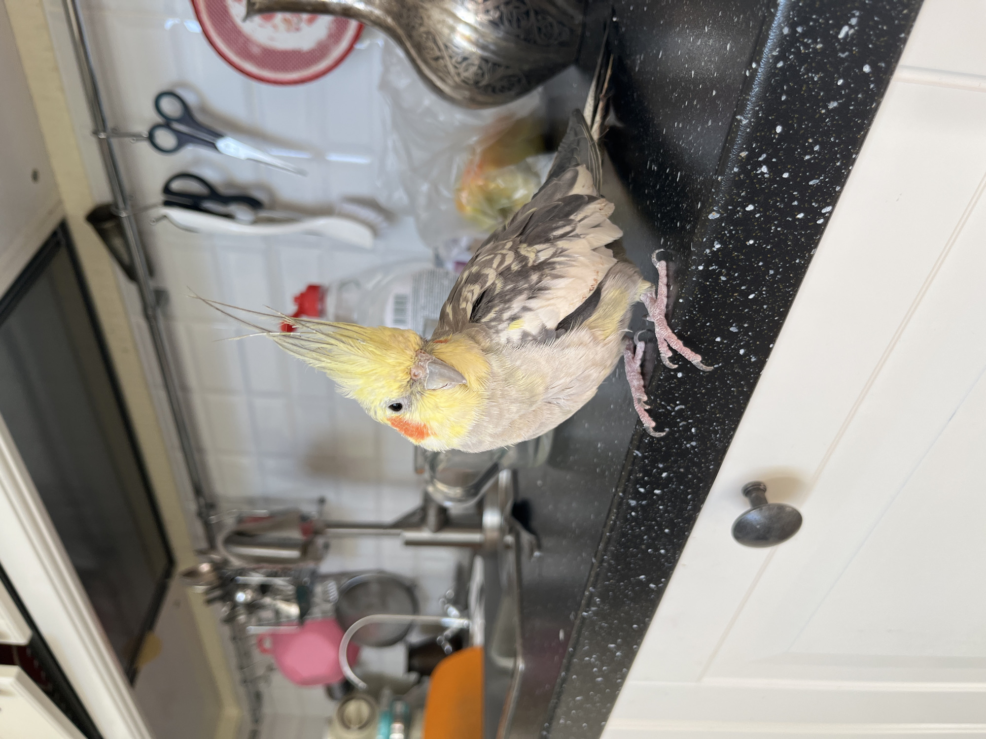 Cockatiel and cats share a relaxed morning at home