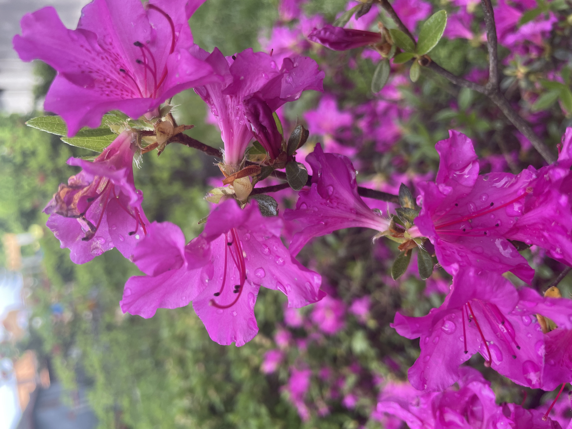 Domestic life documented: gardening, pets, rain watching during afternoon