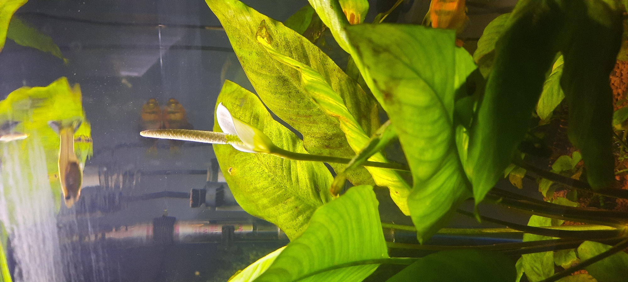 Freshwater aquarium plant and fish in Chișinău