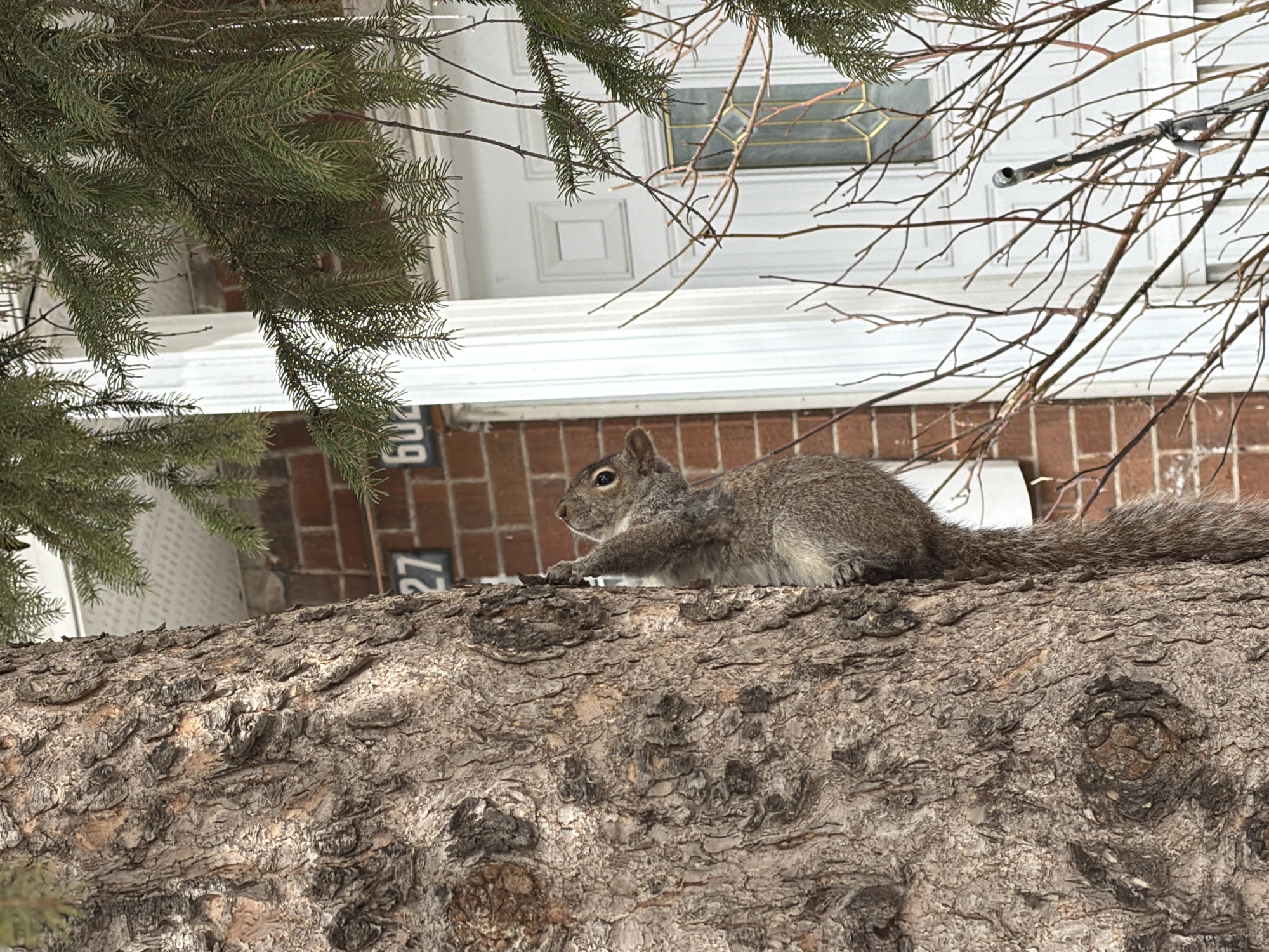 Gray squirrel spotted on tree branch in Montreal residential area