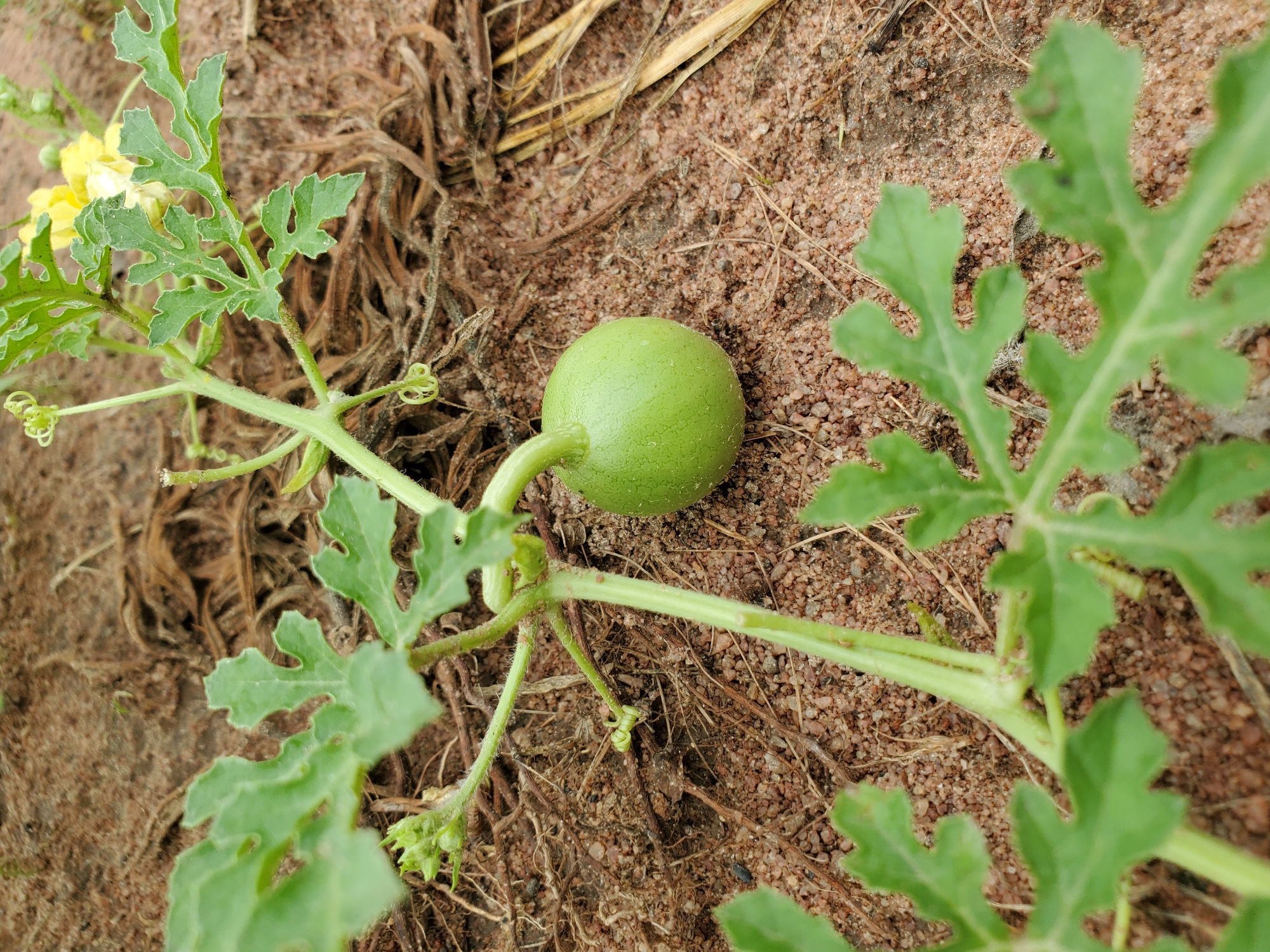 Agricultural documentation captures blooming crops in Mararaba, Nigeria