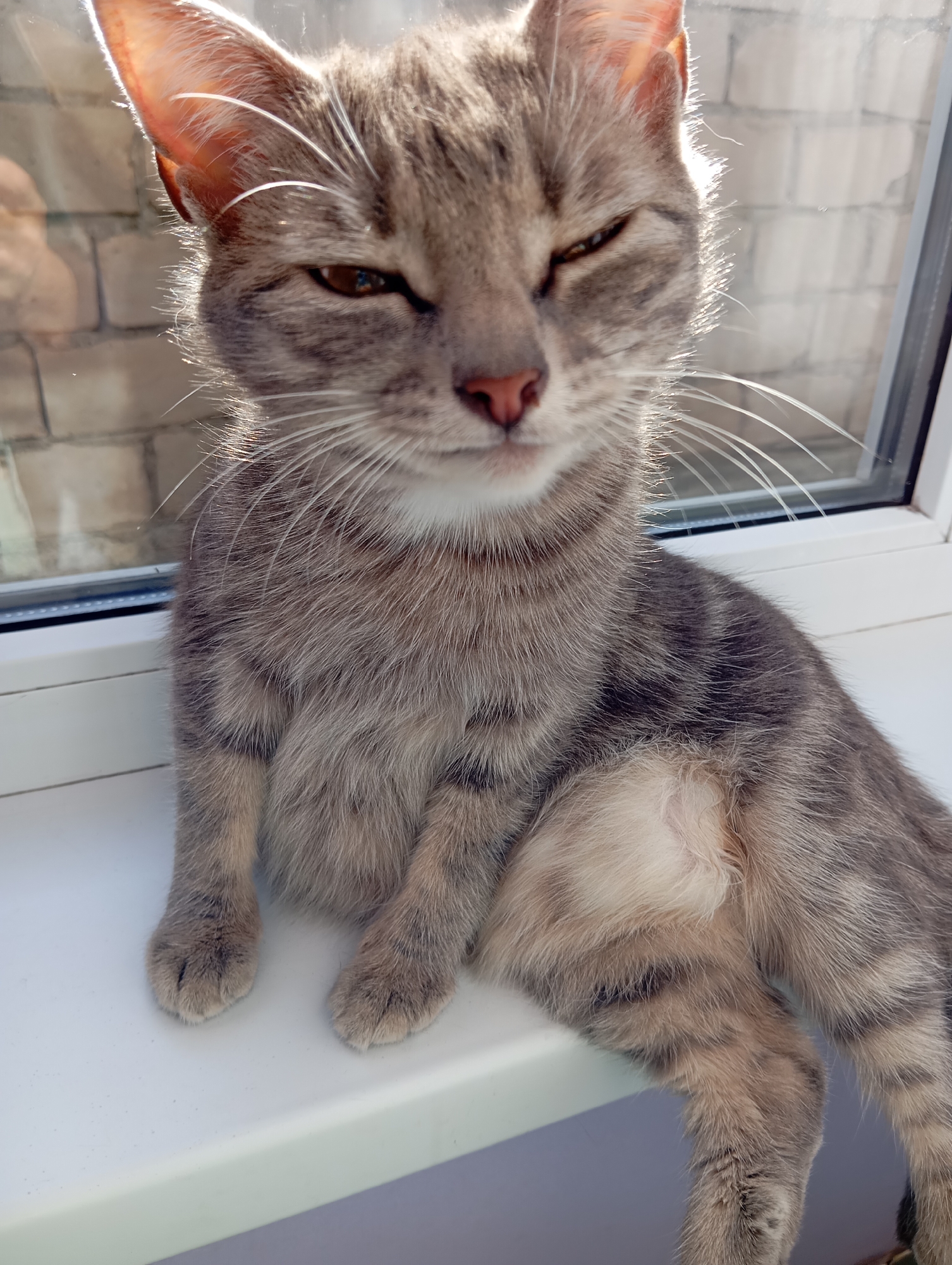 Gray tabby cat photographed on windowsill in Baksan, Russia