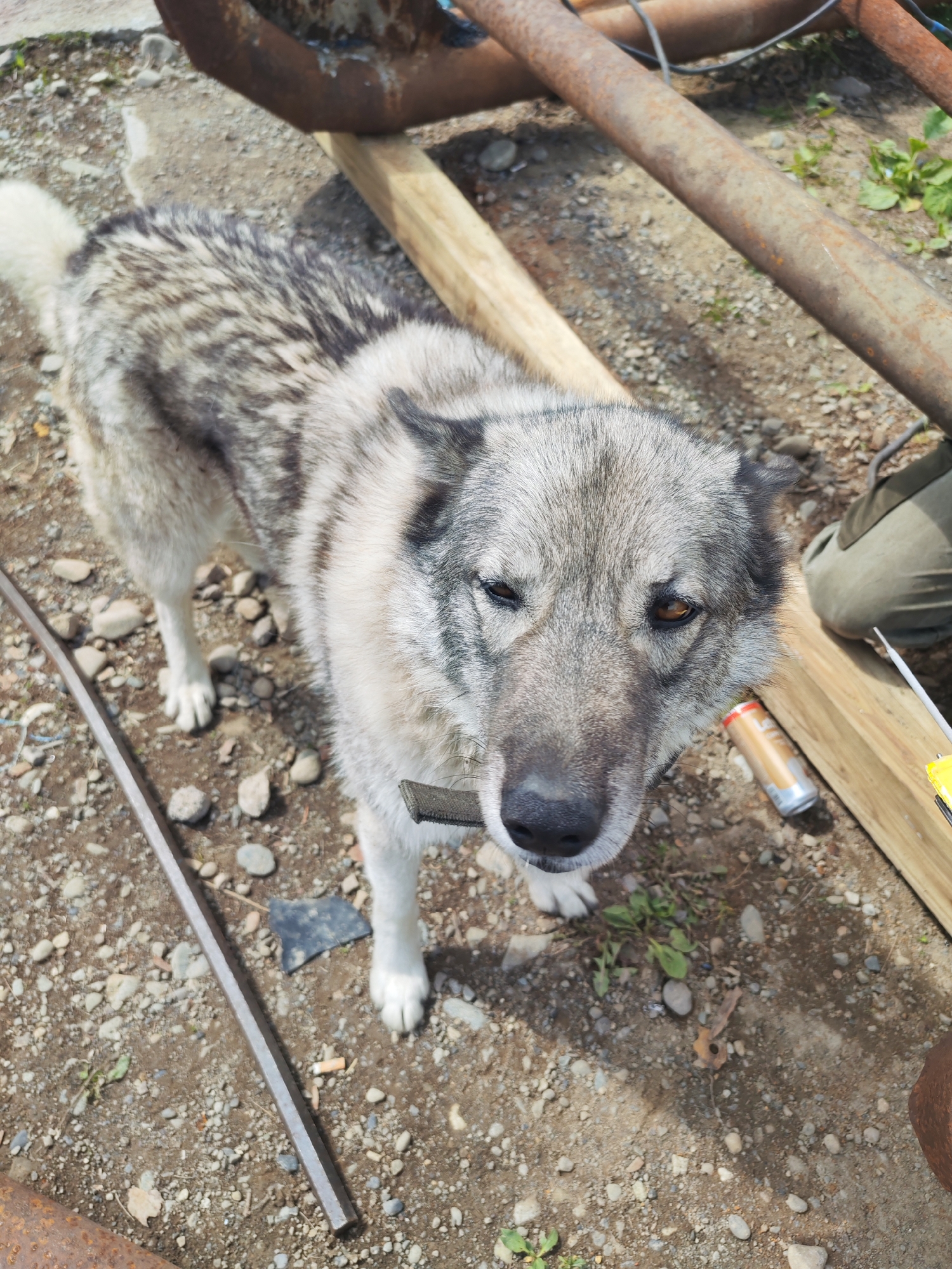 Husky dog and mountain views in remote Kamchatka settlement