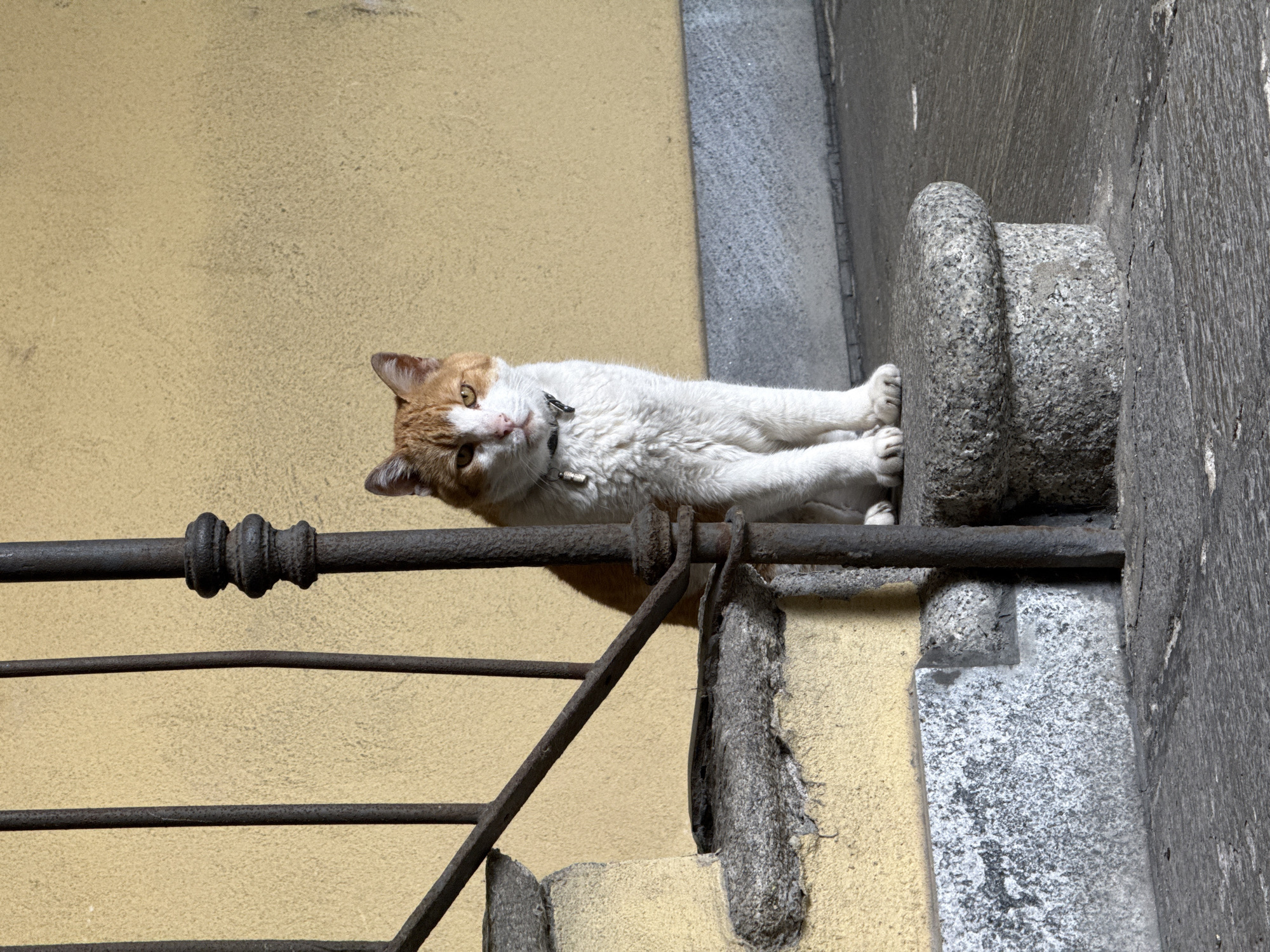 Orange cat spotted lounging in Milan courtyard