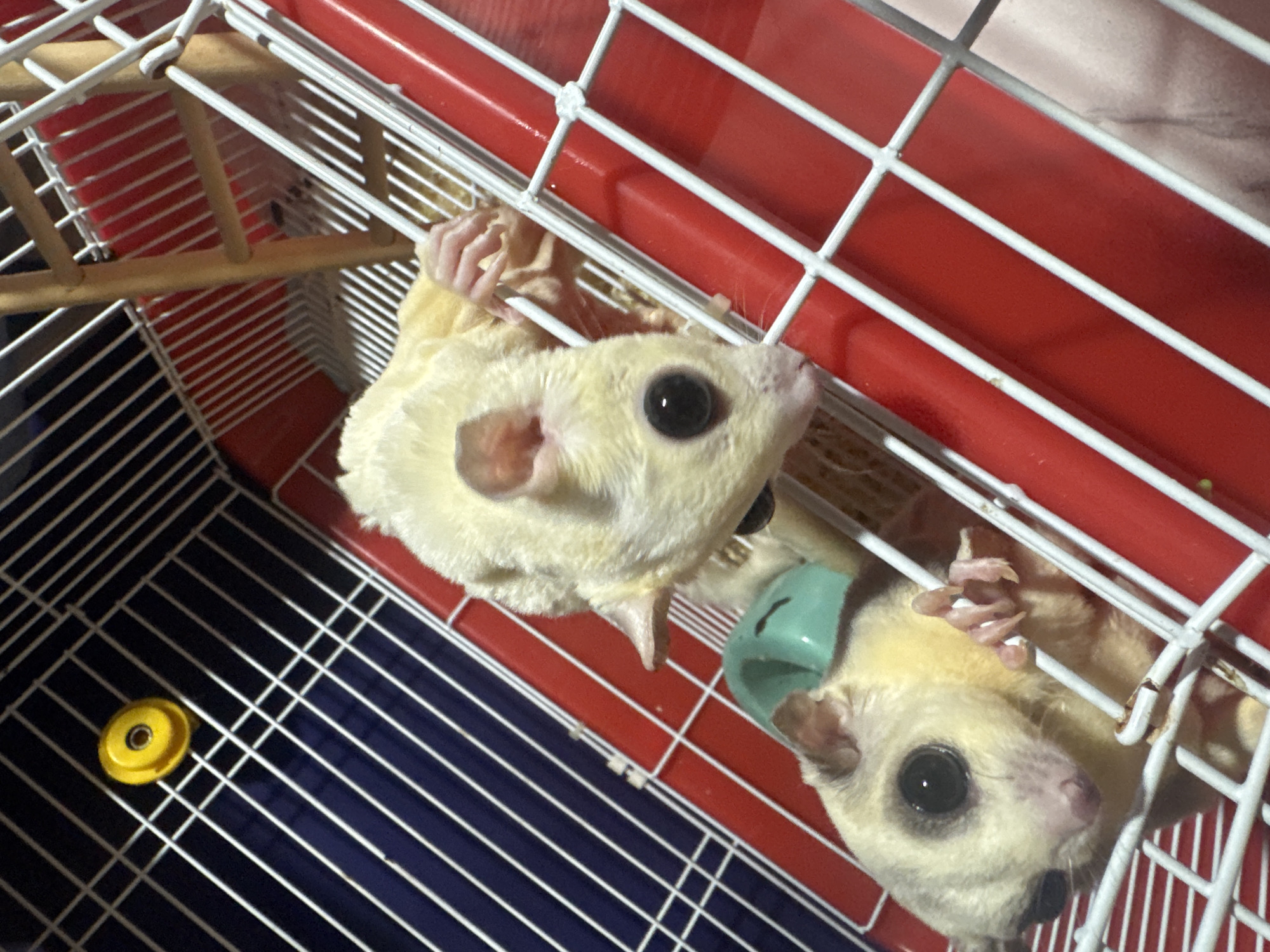 Taipei shop visit: sugar gliders, Star Wars figures, and selfies