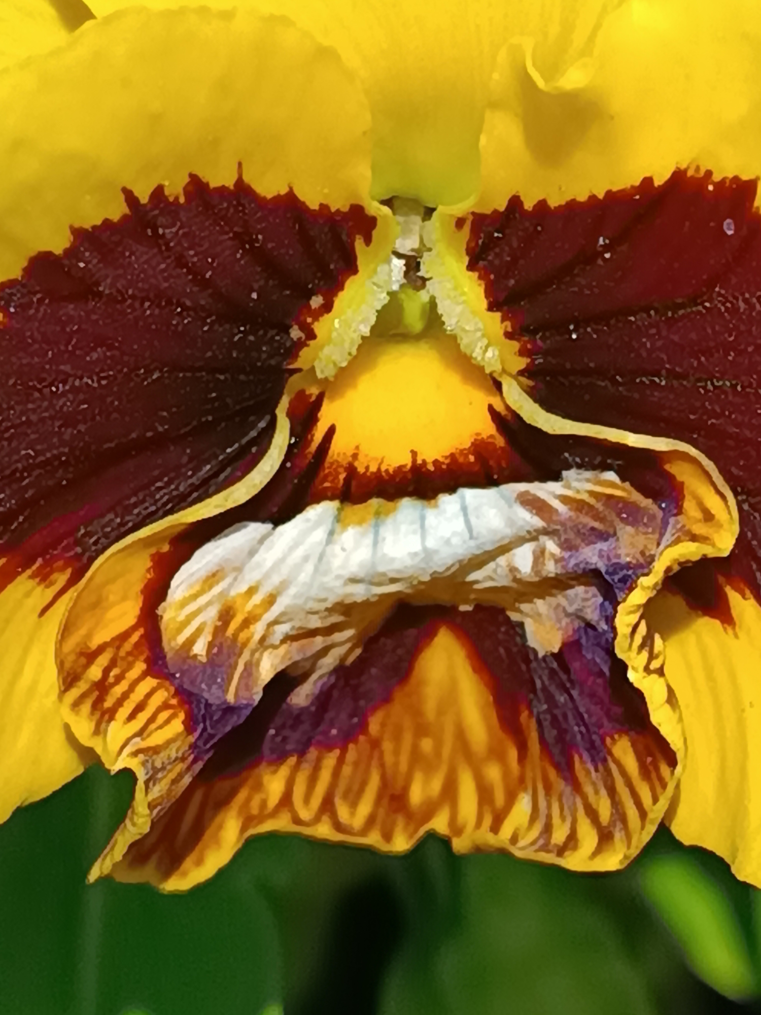 Garden photography session documents spring flora in Boretto, Italy