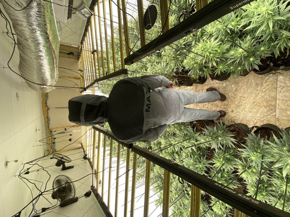 Indoor cannabis cultivation facility documented in Sant Adrià de Besòs