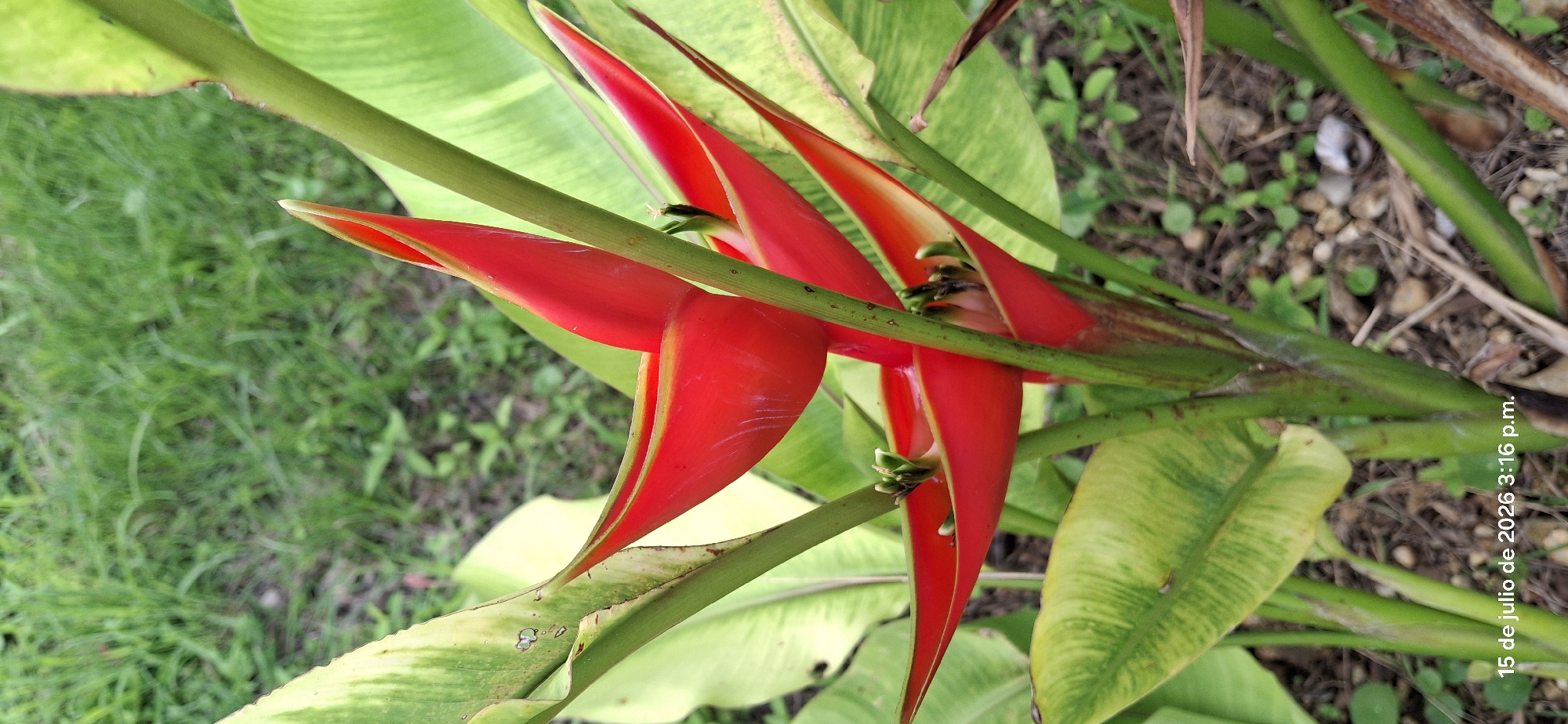 Flowers, murals, and folk art in Vallecito, Venezuela