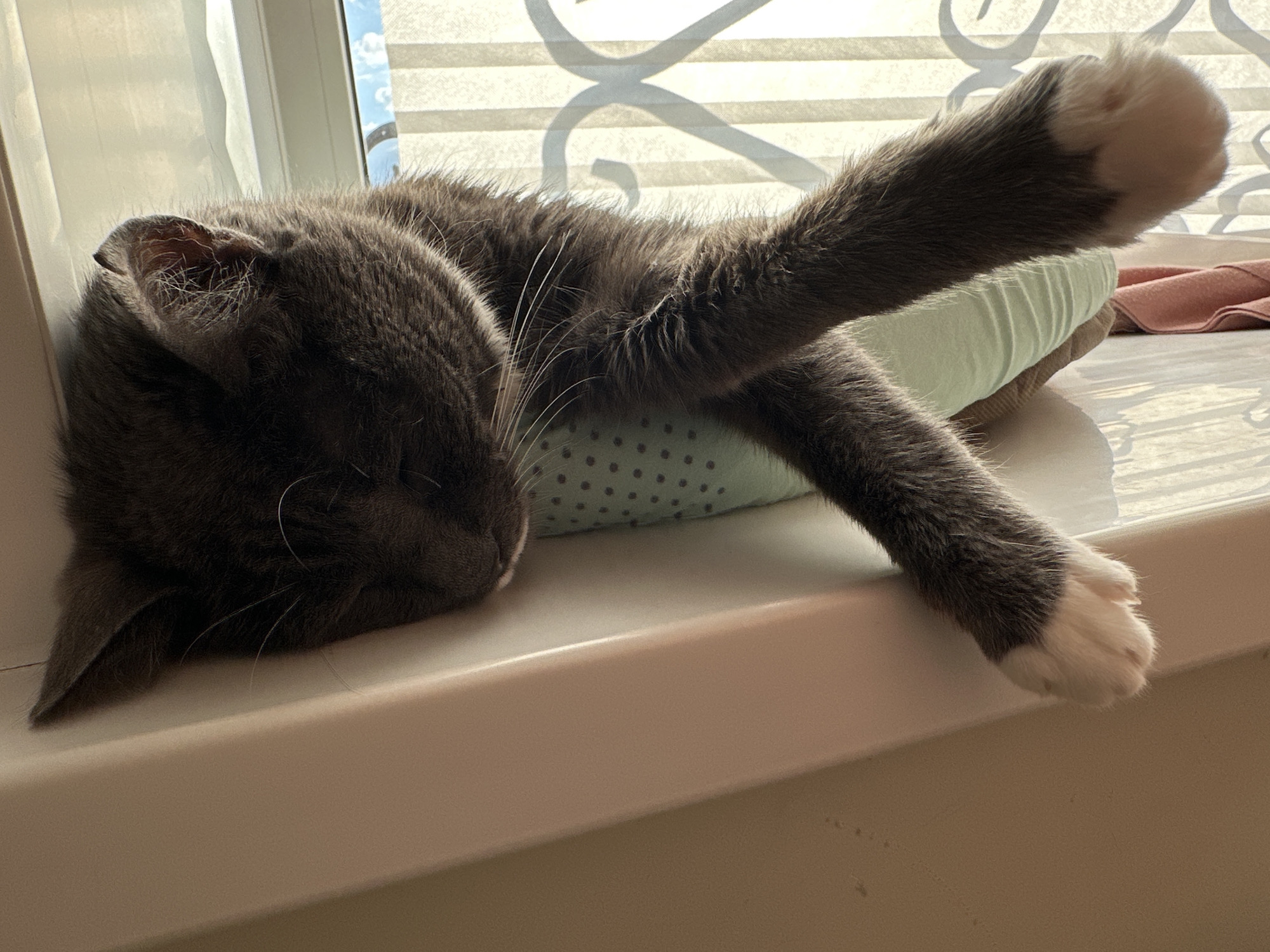 Cat napping in a pet bed on a Kokshetau windowsill