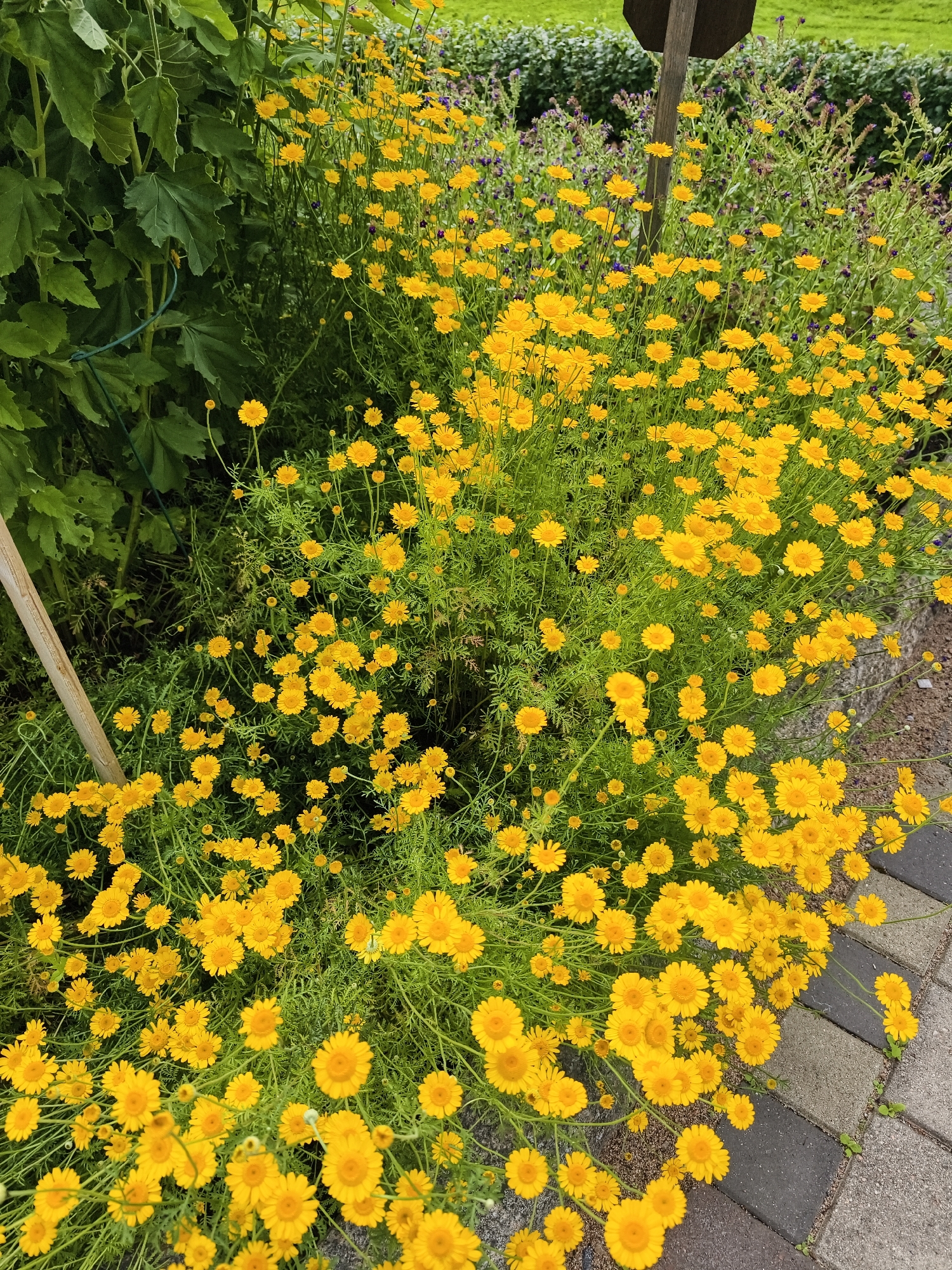 Garden walk: wildflowers, a busy bee, and park cannons