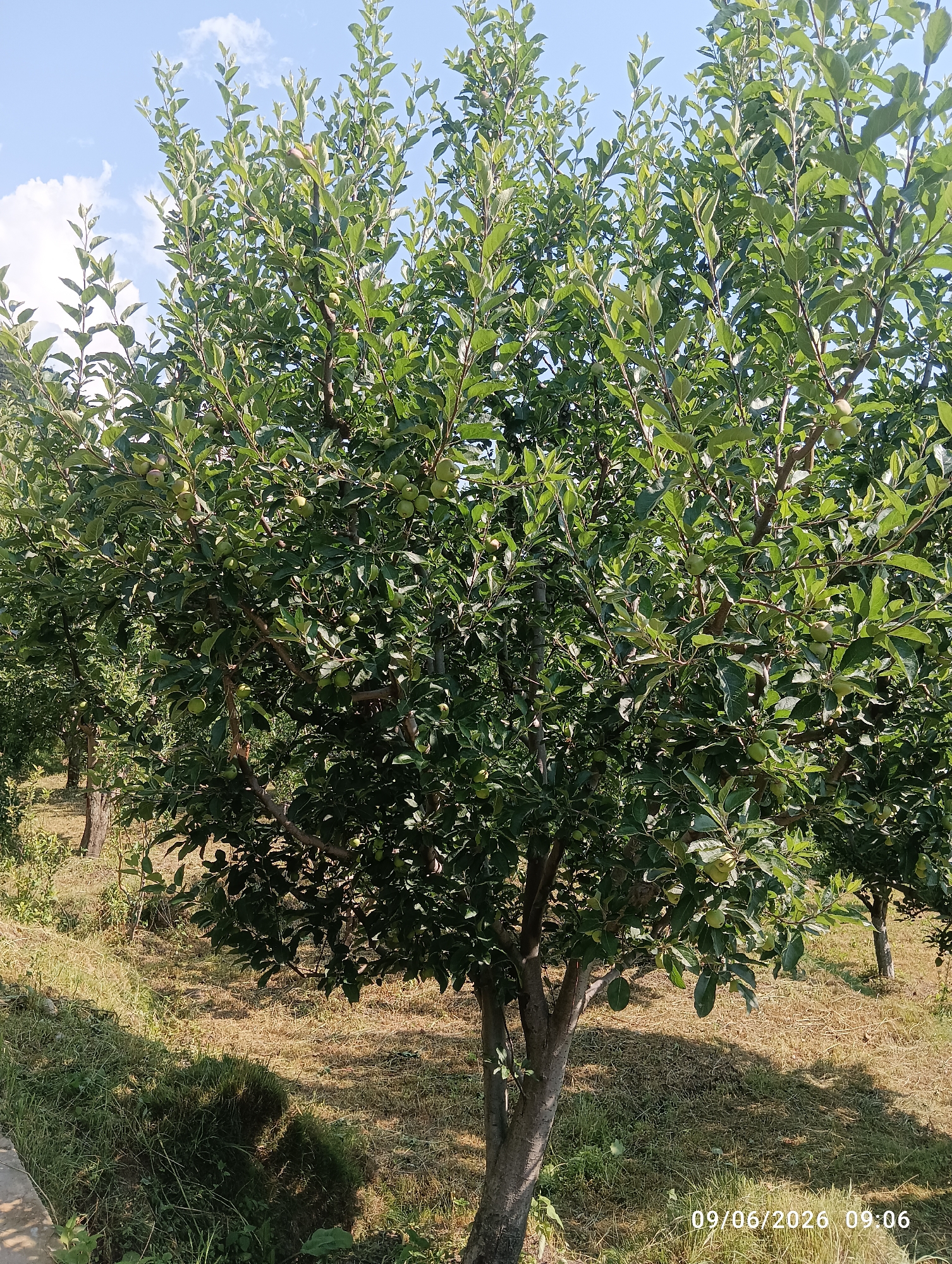Rural India orchard and forest scenes documented across mountain regions