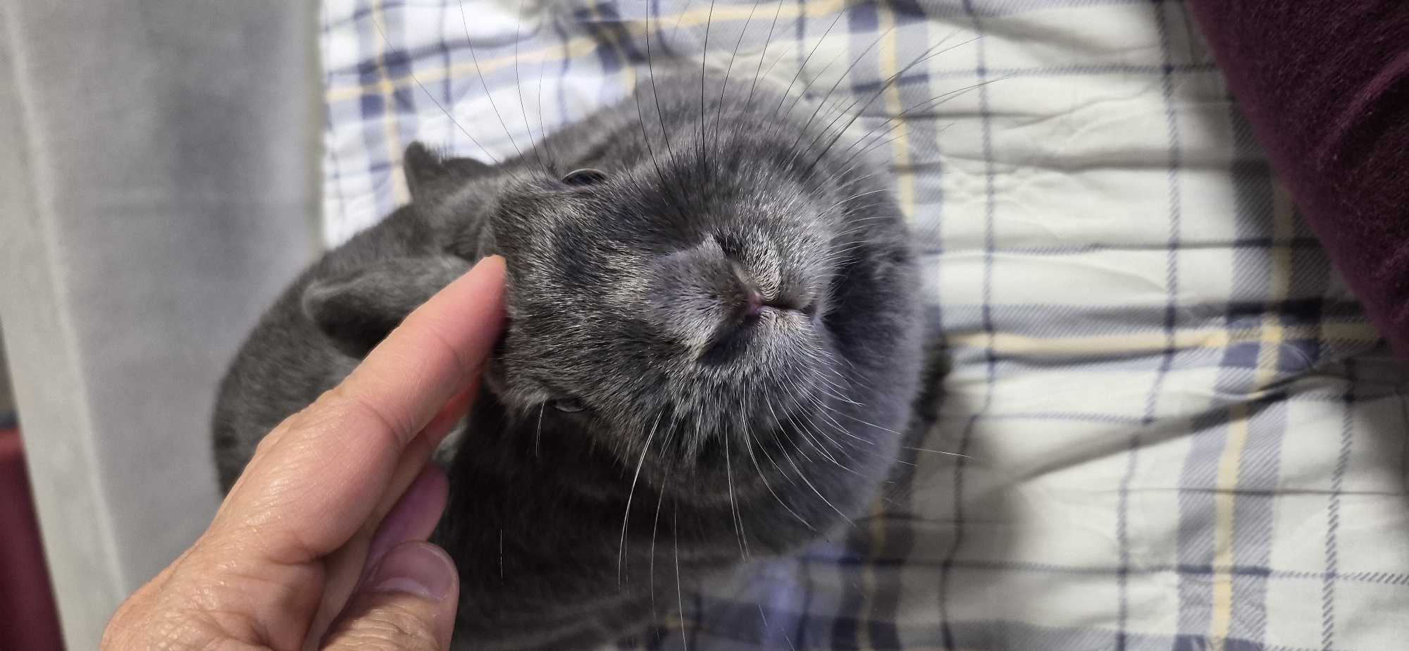 Rabbit, aquarium, and home decor shots from Ussurijsk