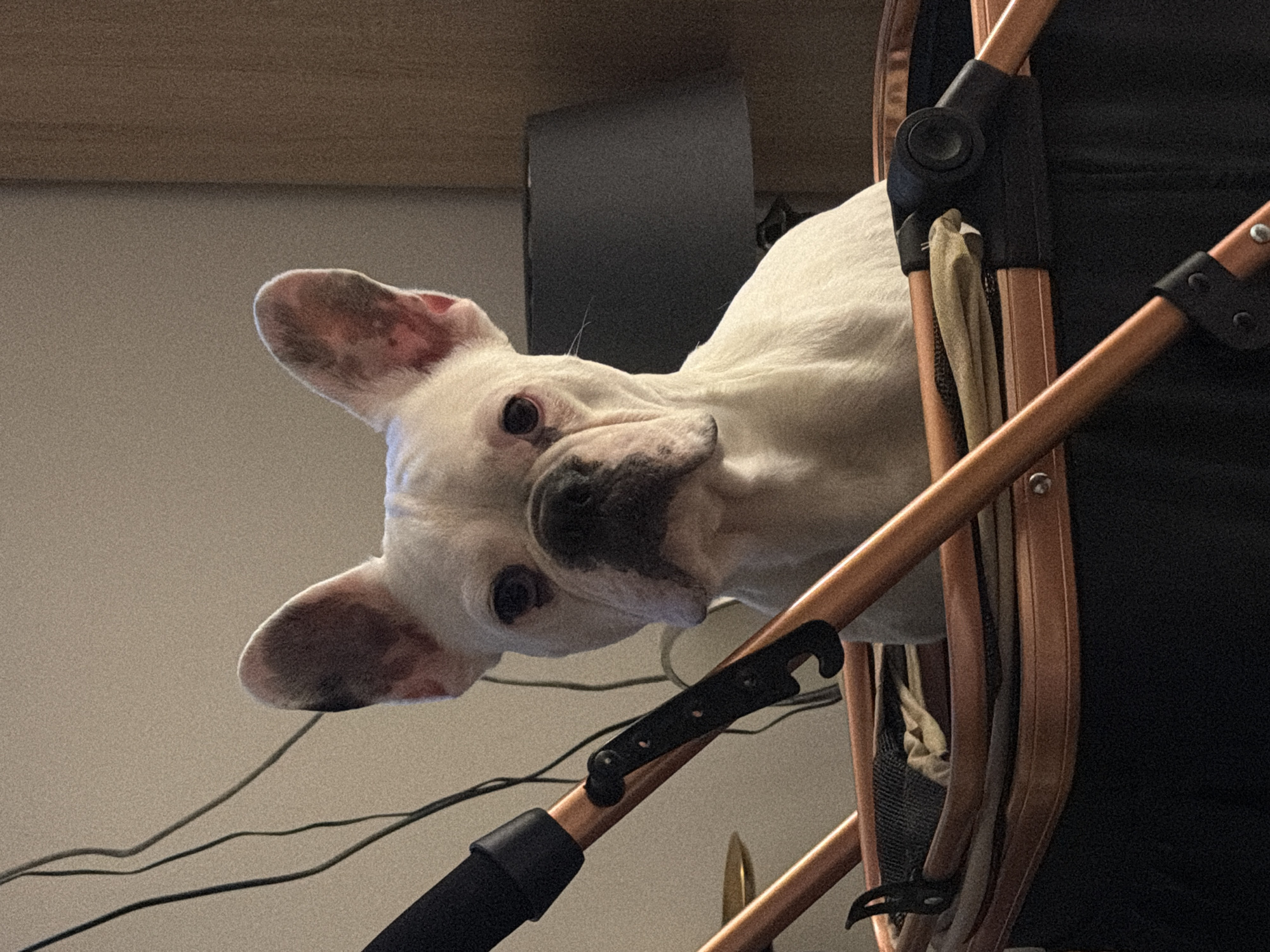 French bulldog spotted in stroller and chair in Sofia