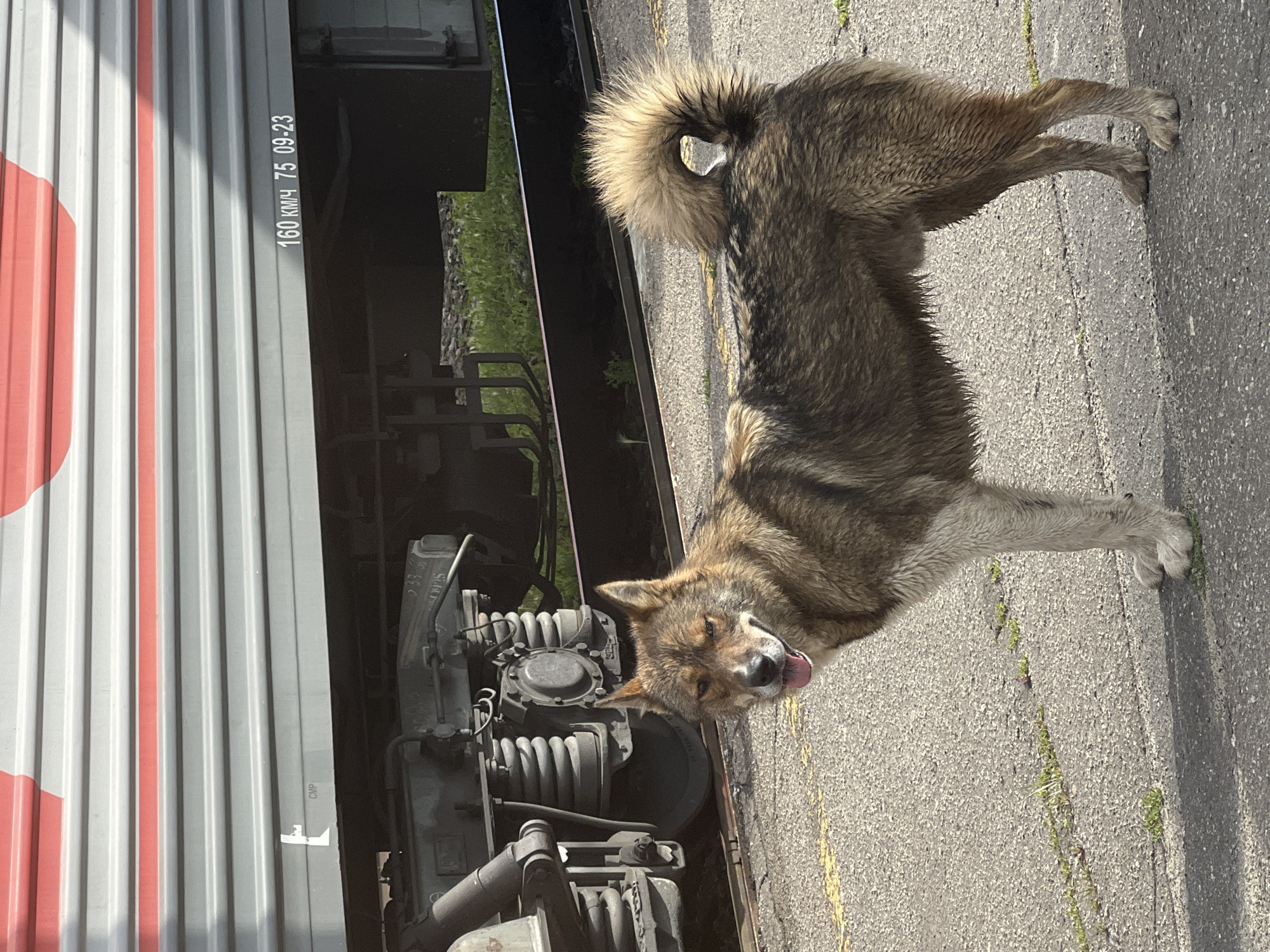 Brief stop at Kanash station, passengers and a dog on the platform