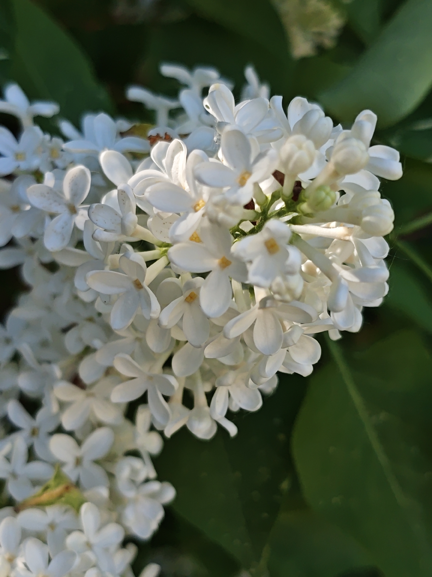 Spring wildflowers and forest scenes documented in Russian village