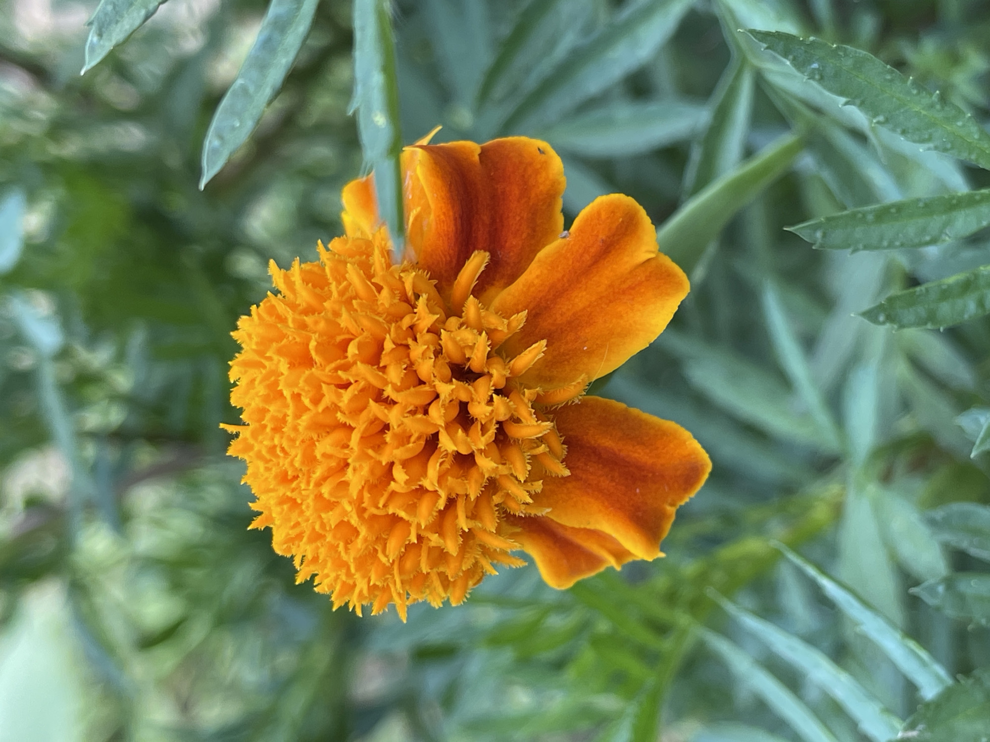Russian summer garden in full bloom, July afternoon