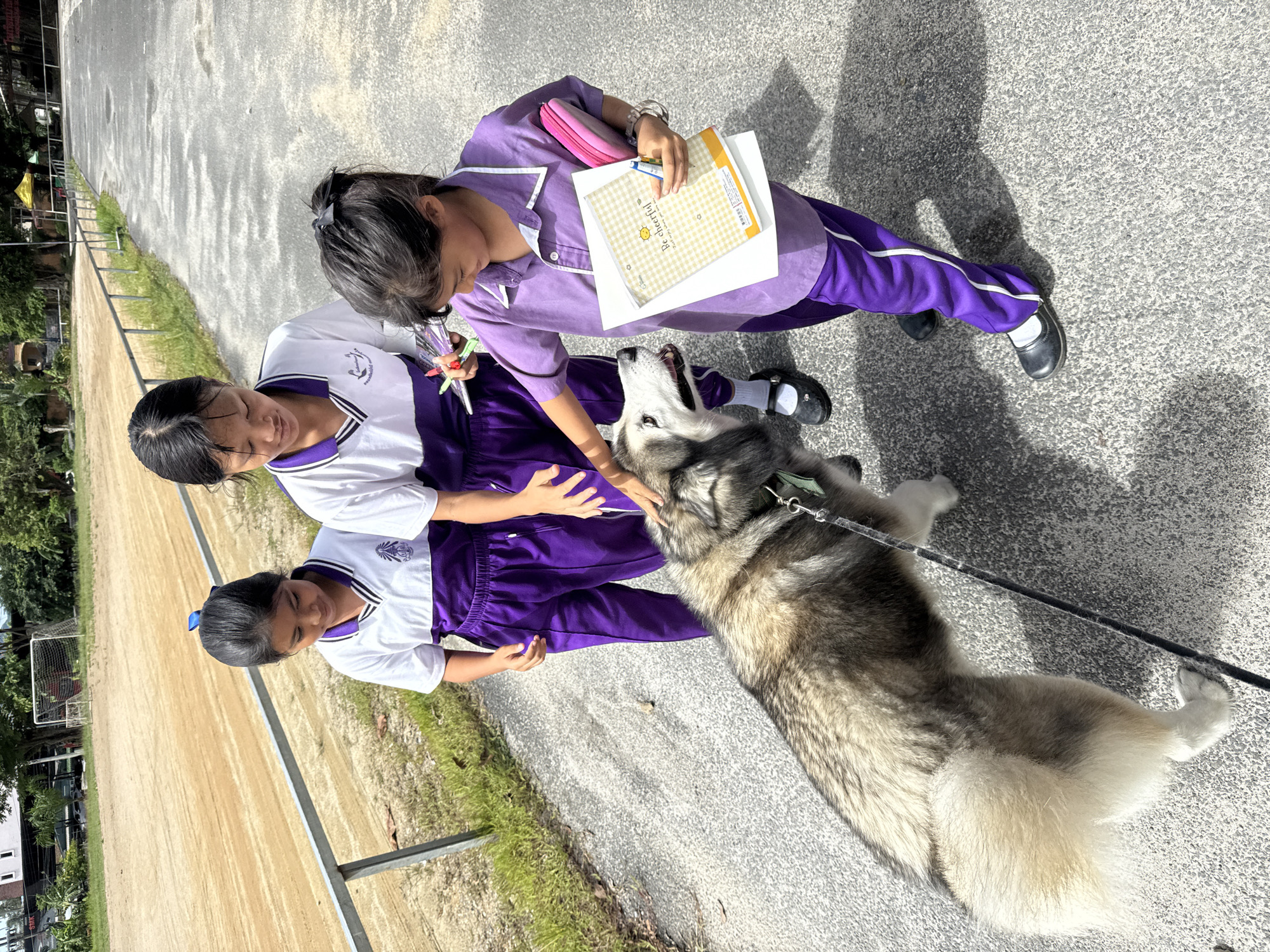 Husky walk near Chalong Temple, school uniforms in tow