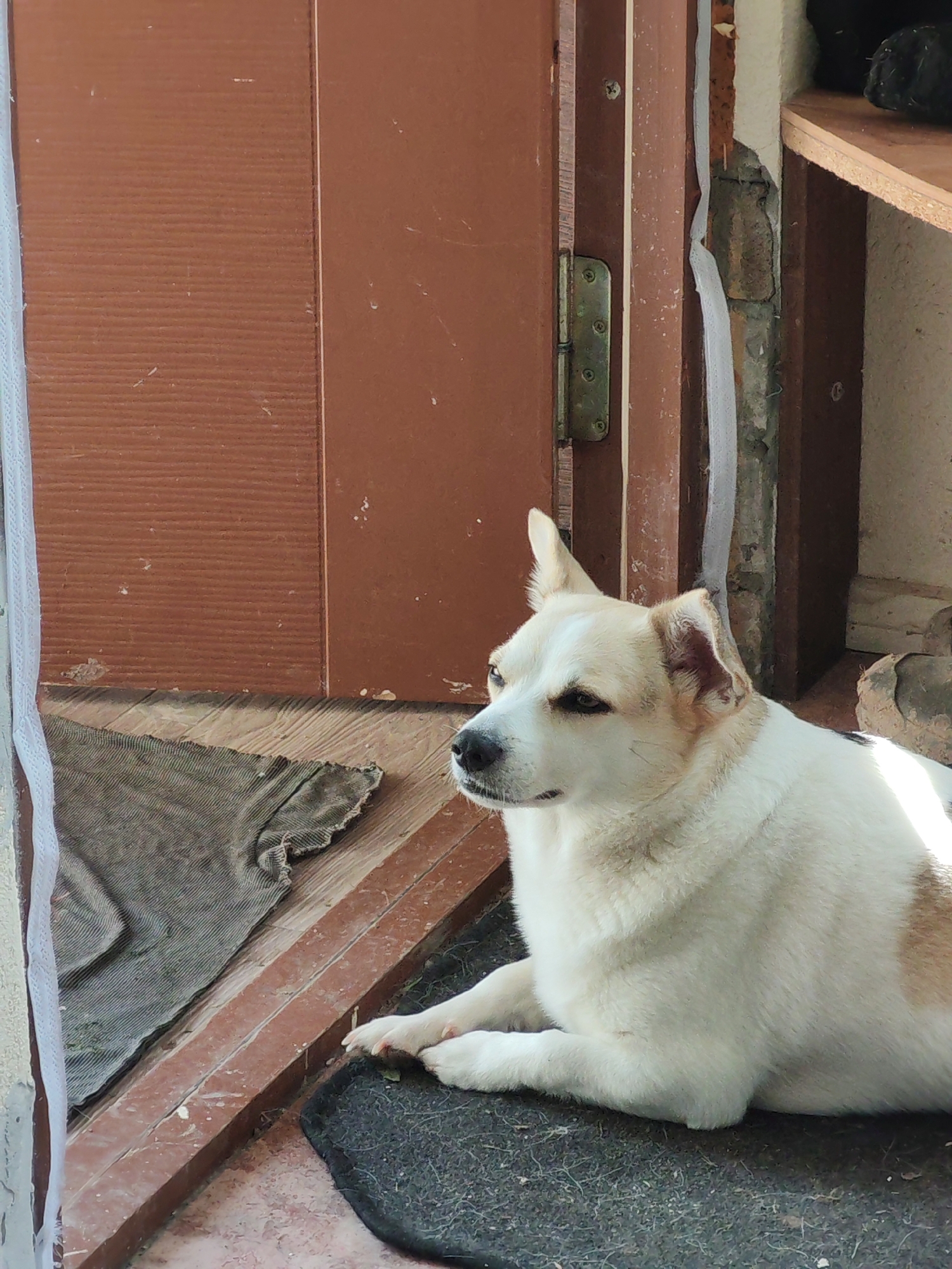 Dog's daily routine captured across suburban morning activities
