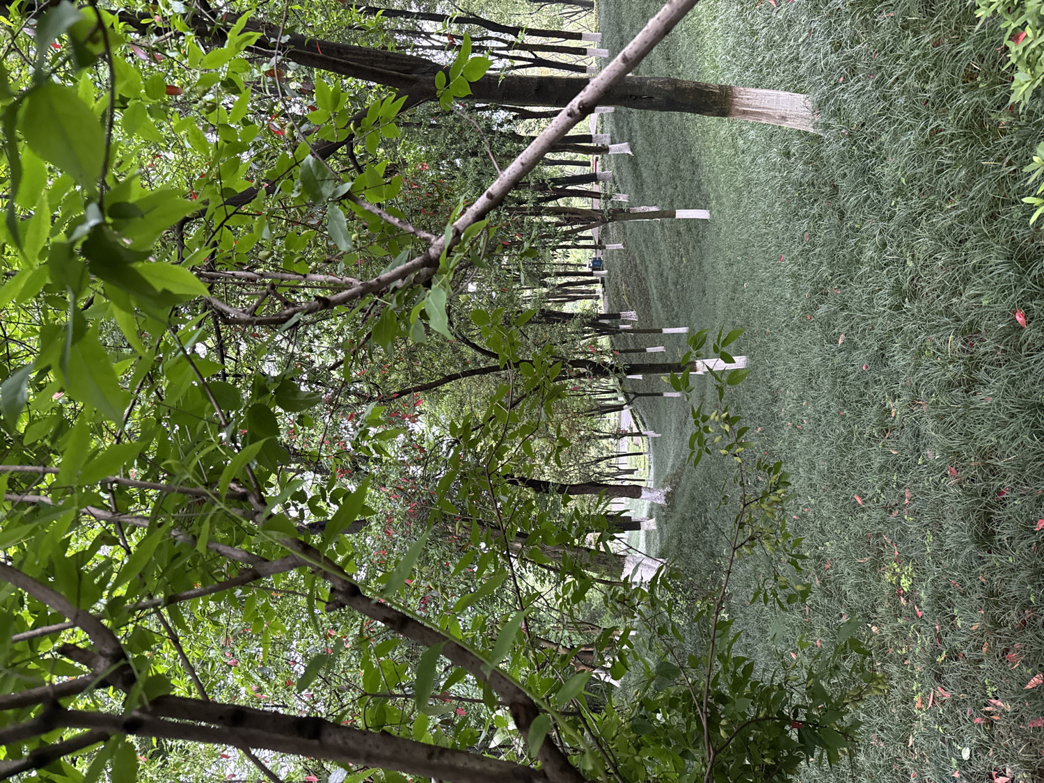 Morning recreational activities documented in Chinese urban park