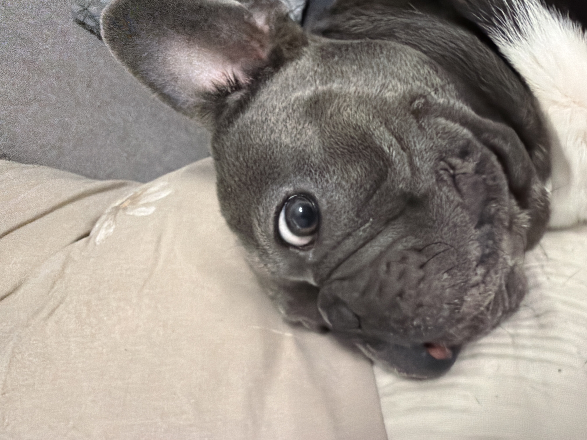 Ruse resident captures quiet evening moments with beloved French bulldog