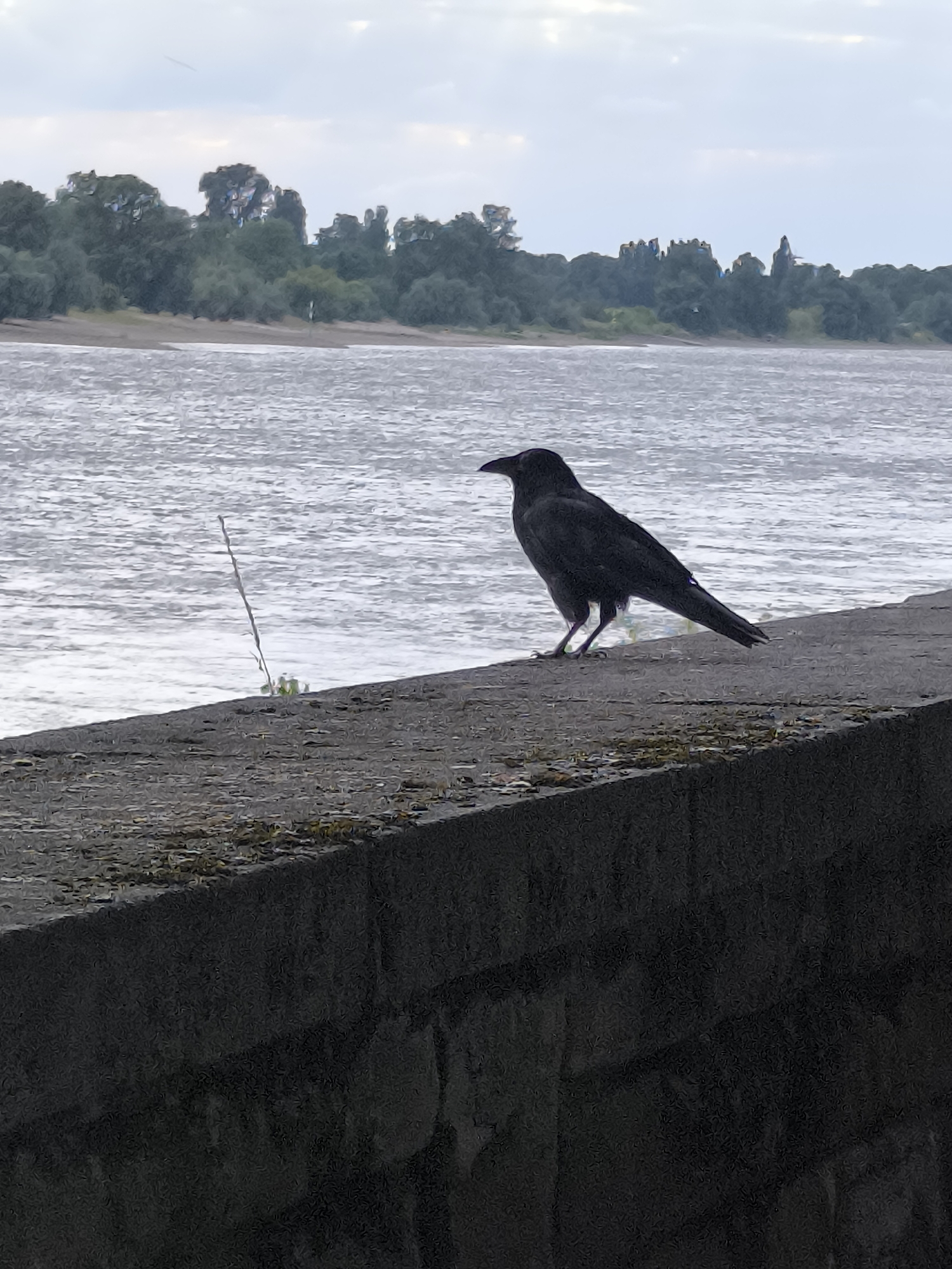 Crow on the Rhine embankment, Düsseldorf, cloudy afternoon