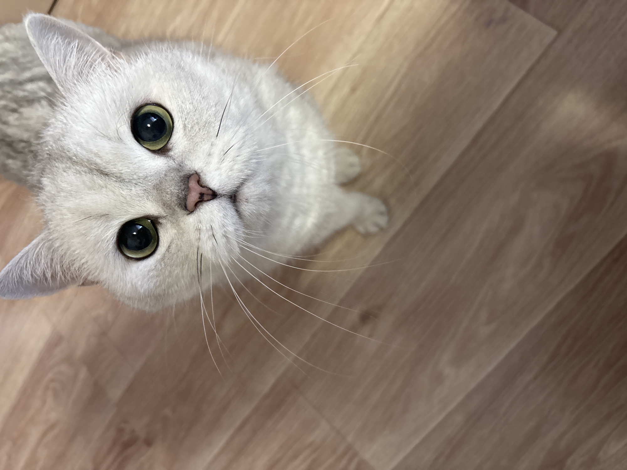 Domestic cats and child captured in Izhevsk home scenes