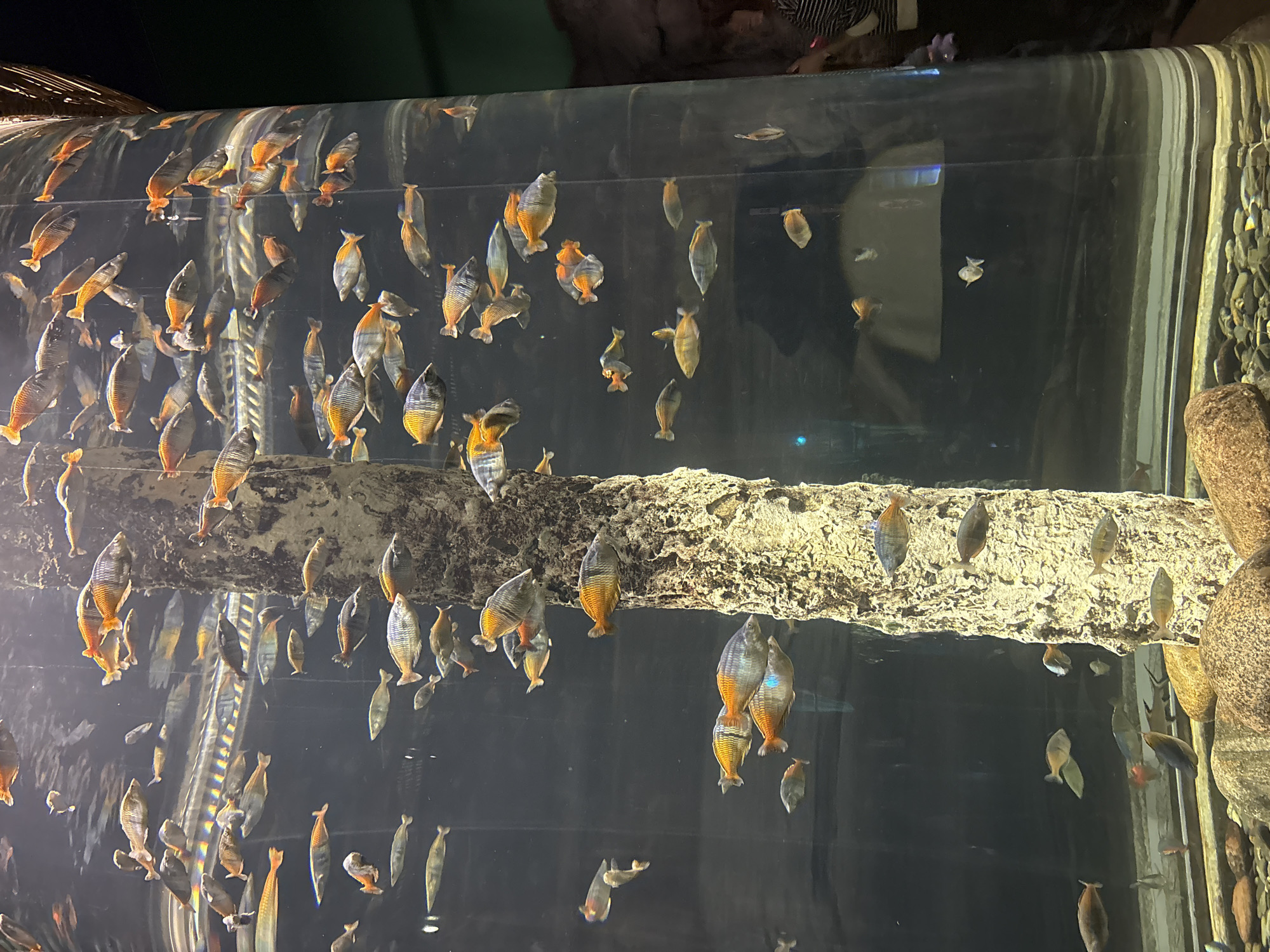 Visitor documents aquarium and metro tour across Saint Petersburg