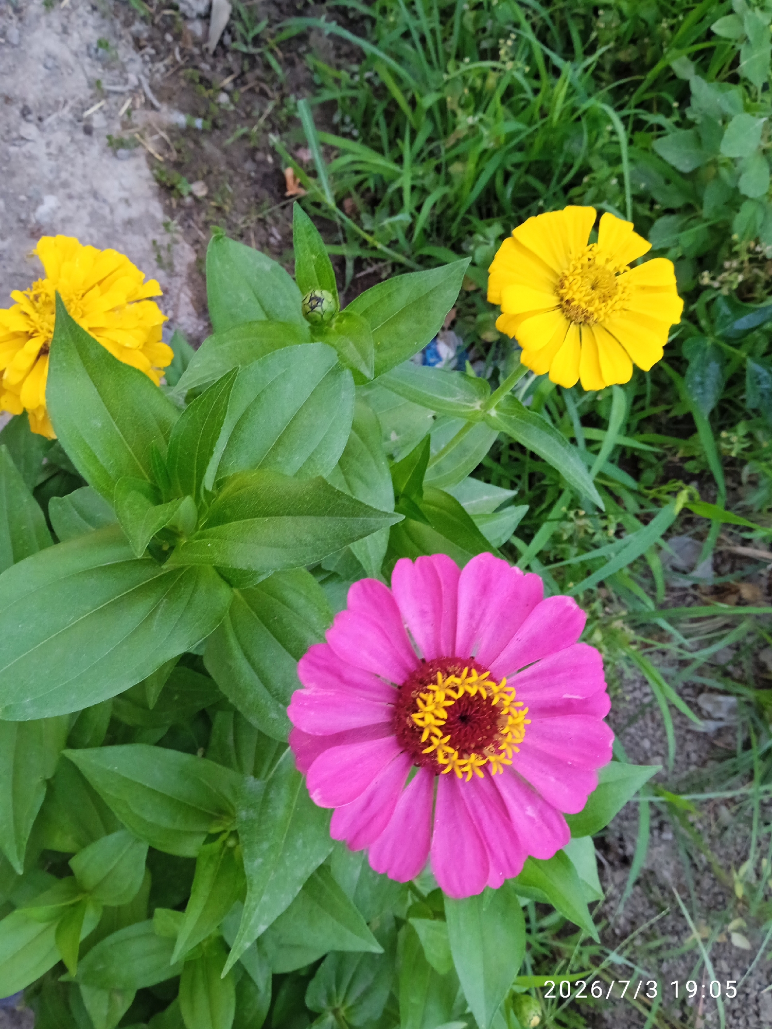 Afternoon stroll through a blooming backyard garden