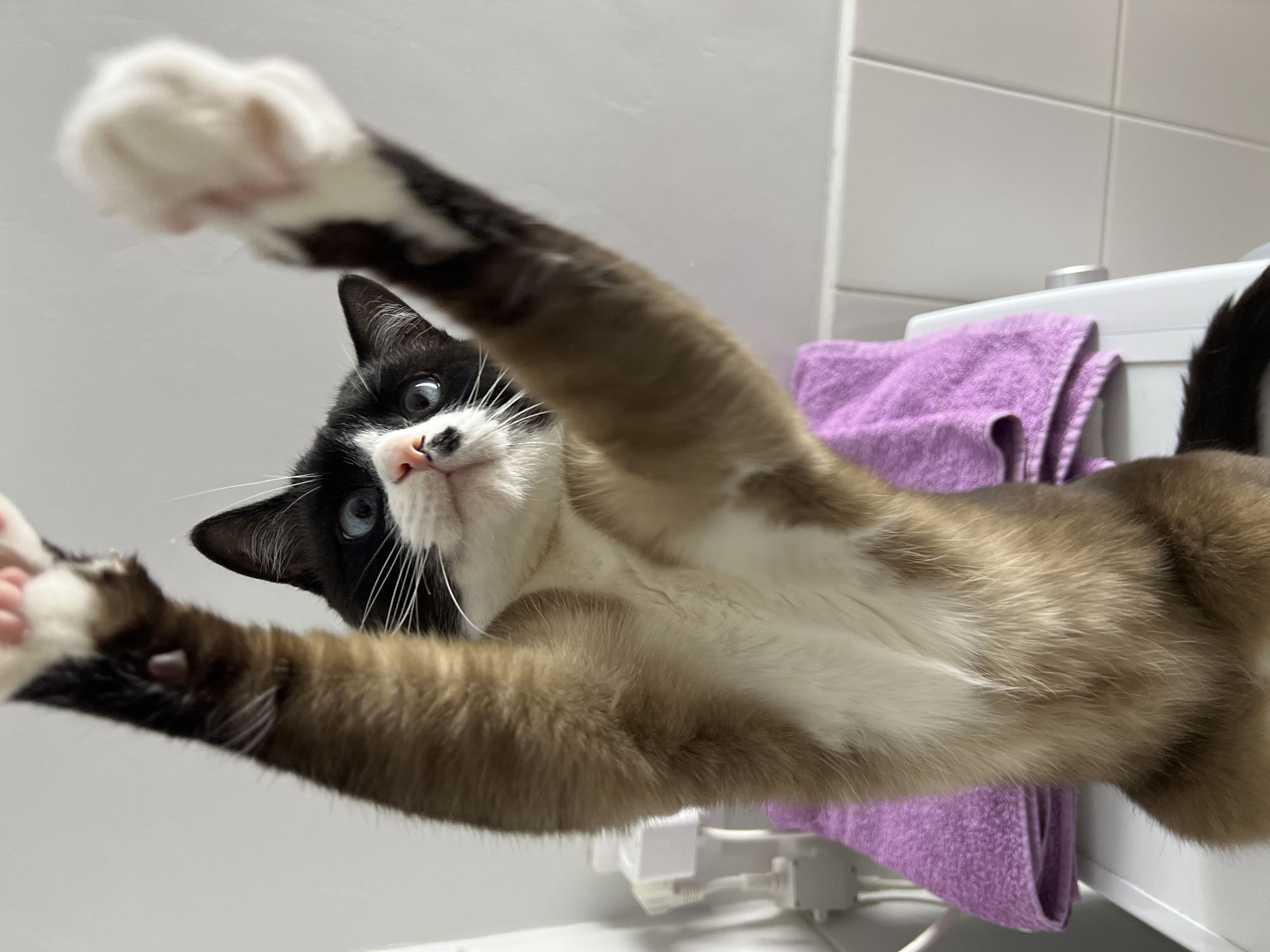 Cat poses for camera in Russian home