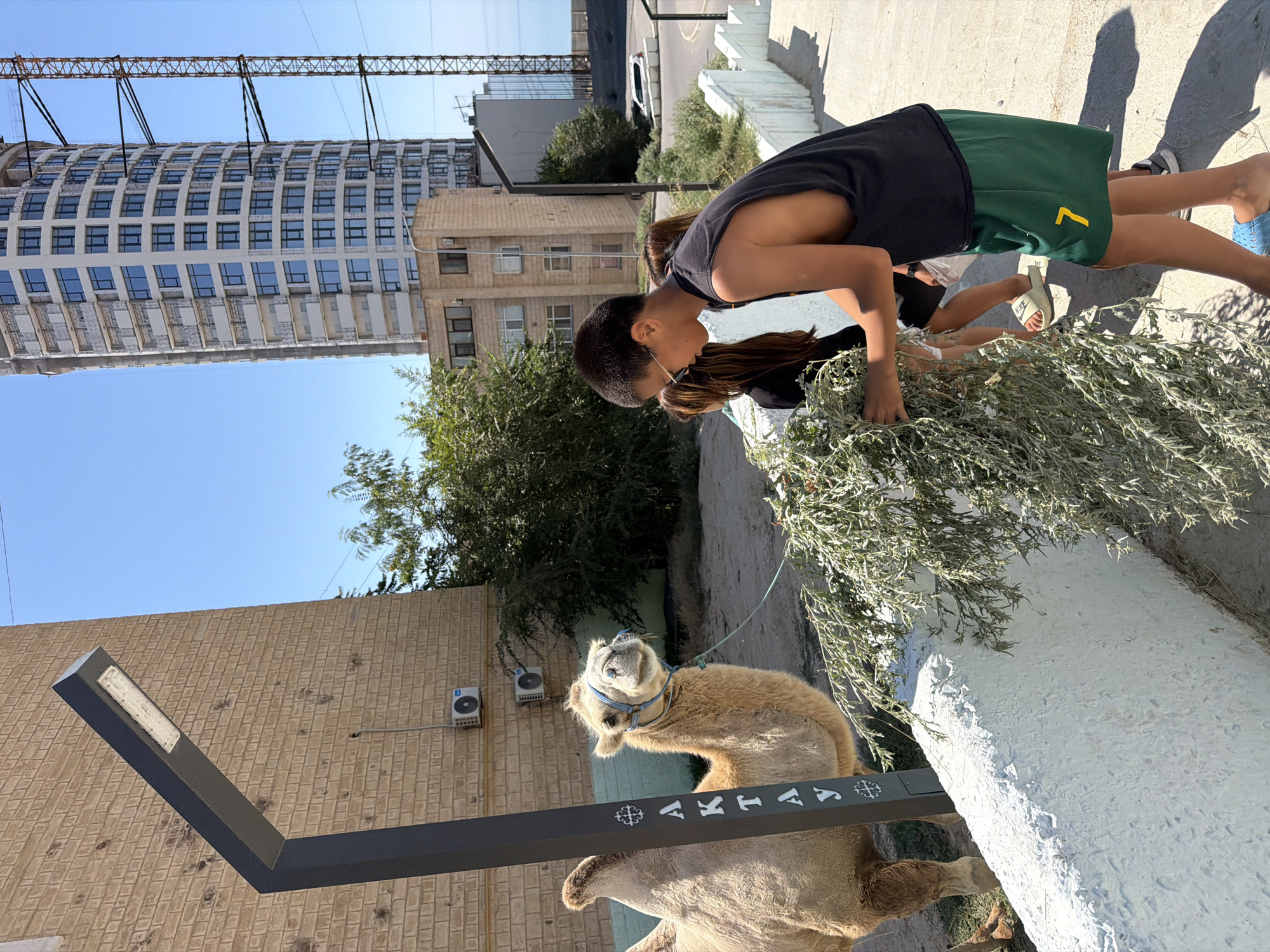 Kids feed a tethered camel near apartment blocks in Aktau