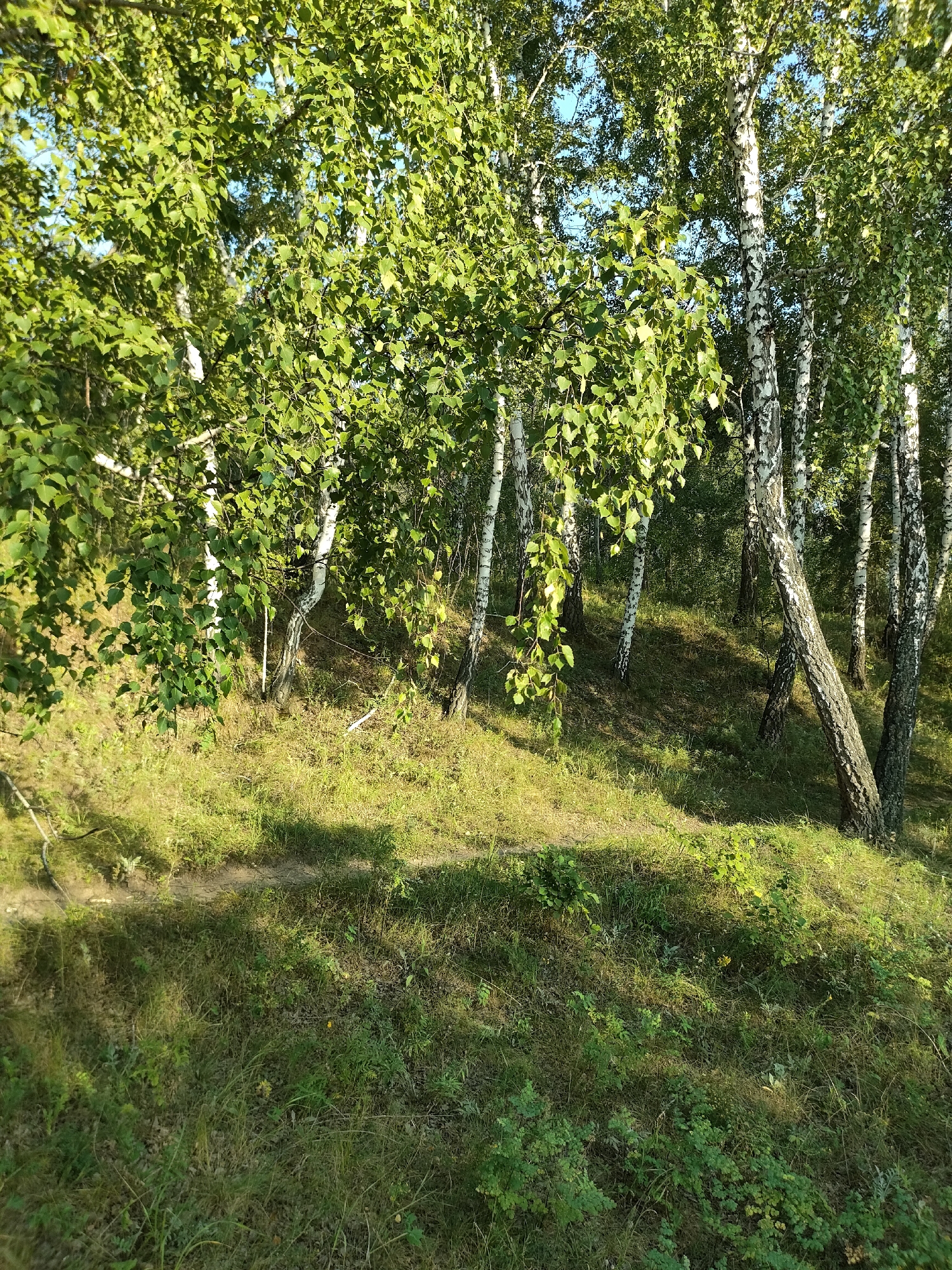 Birch forest paths and grazing horses near Petropavl